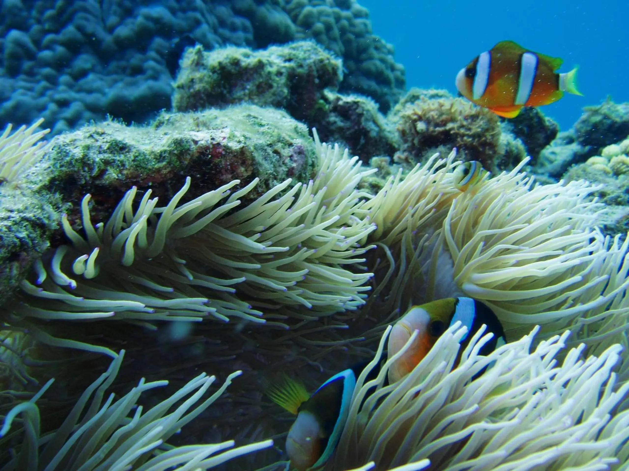 Off site in Ocean Front YAMAKAWA