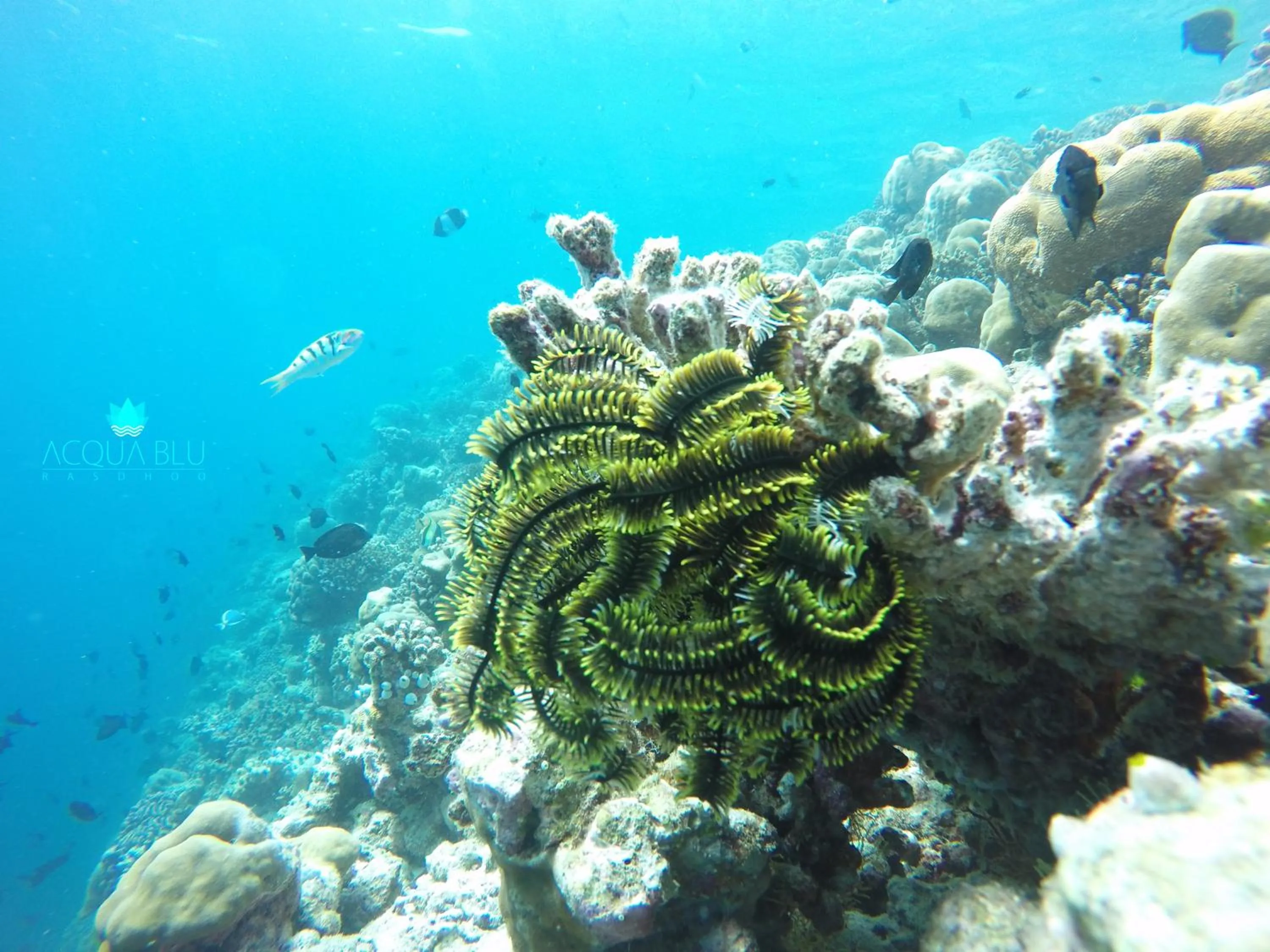 Snorkeling in Acqua Blu Rasdhoo
