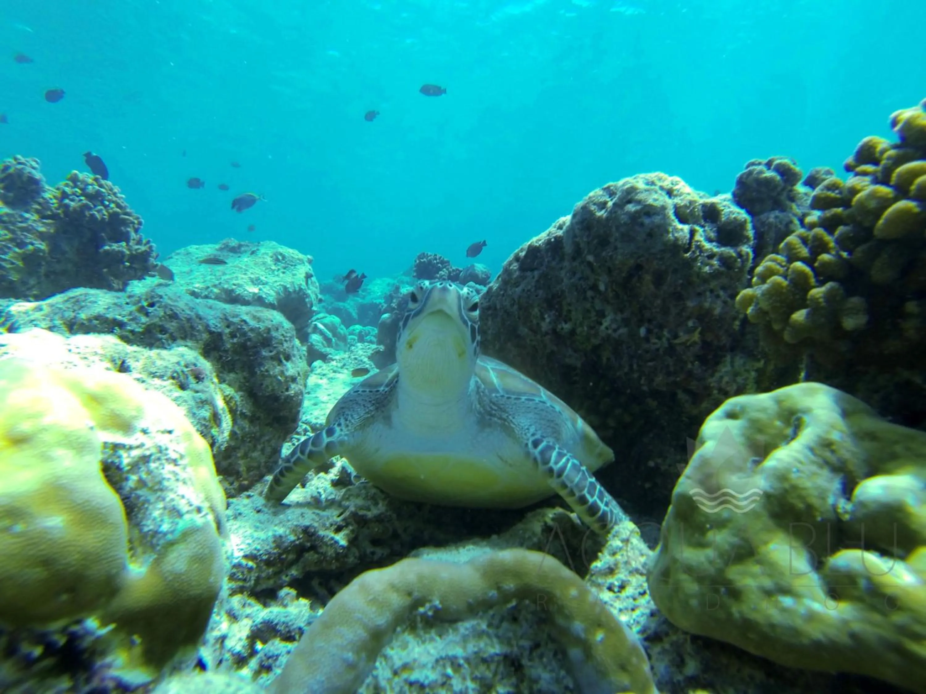 Other in Acqua Blu Rasdhoo