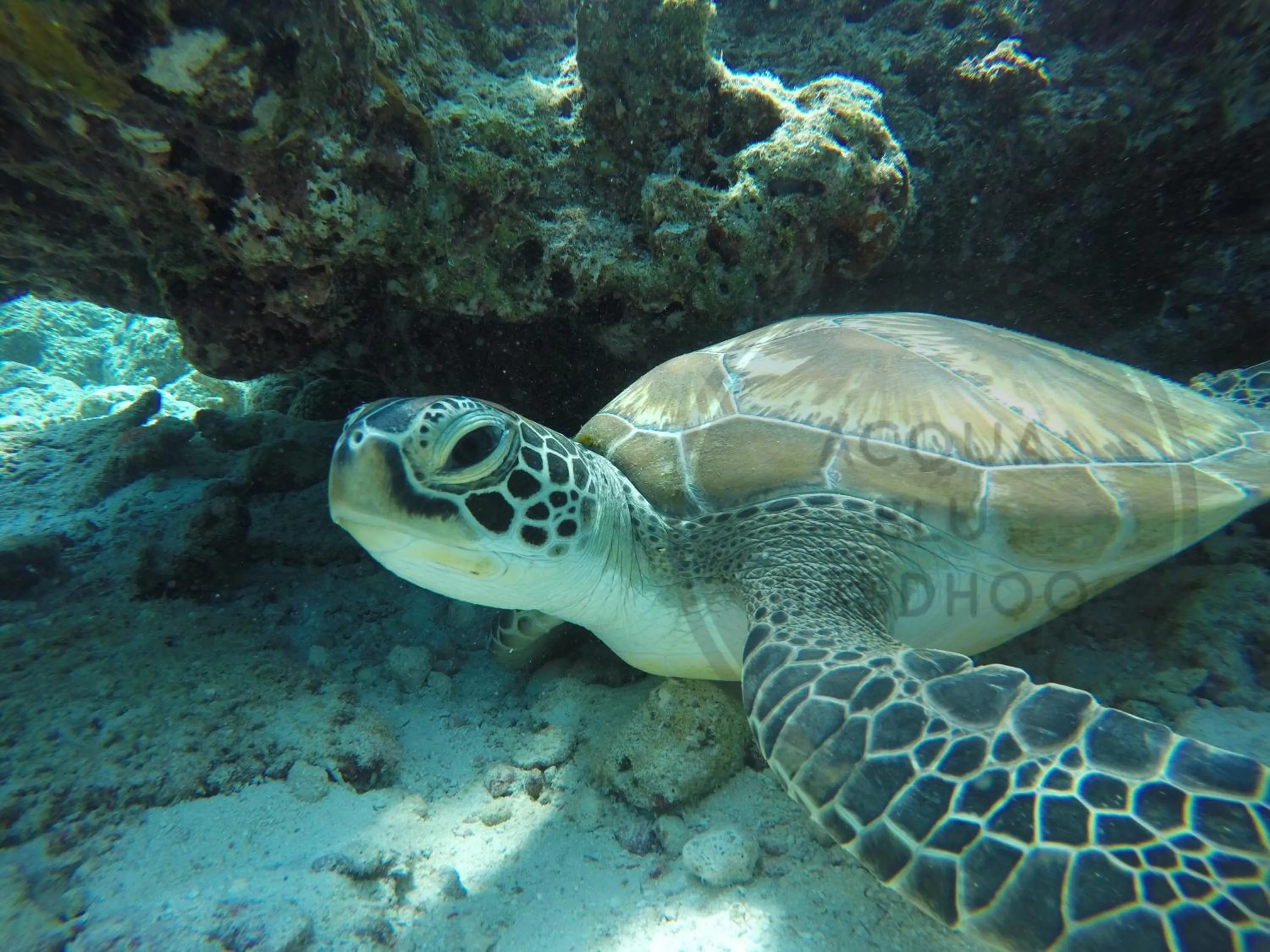 Other in Acqua Blu Rasdhoo