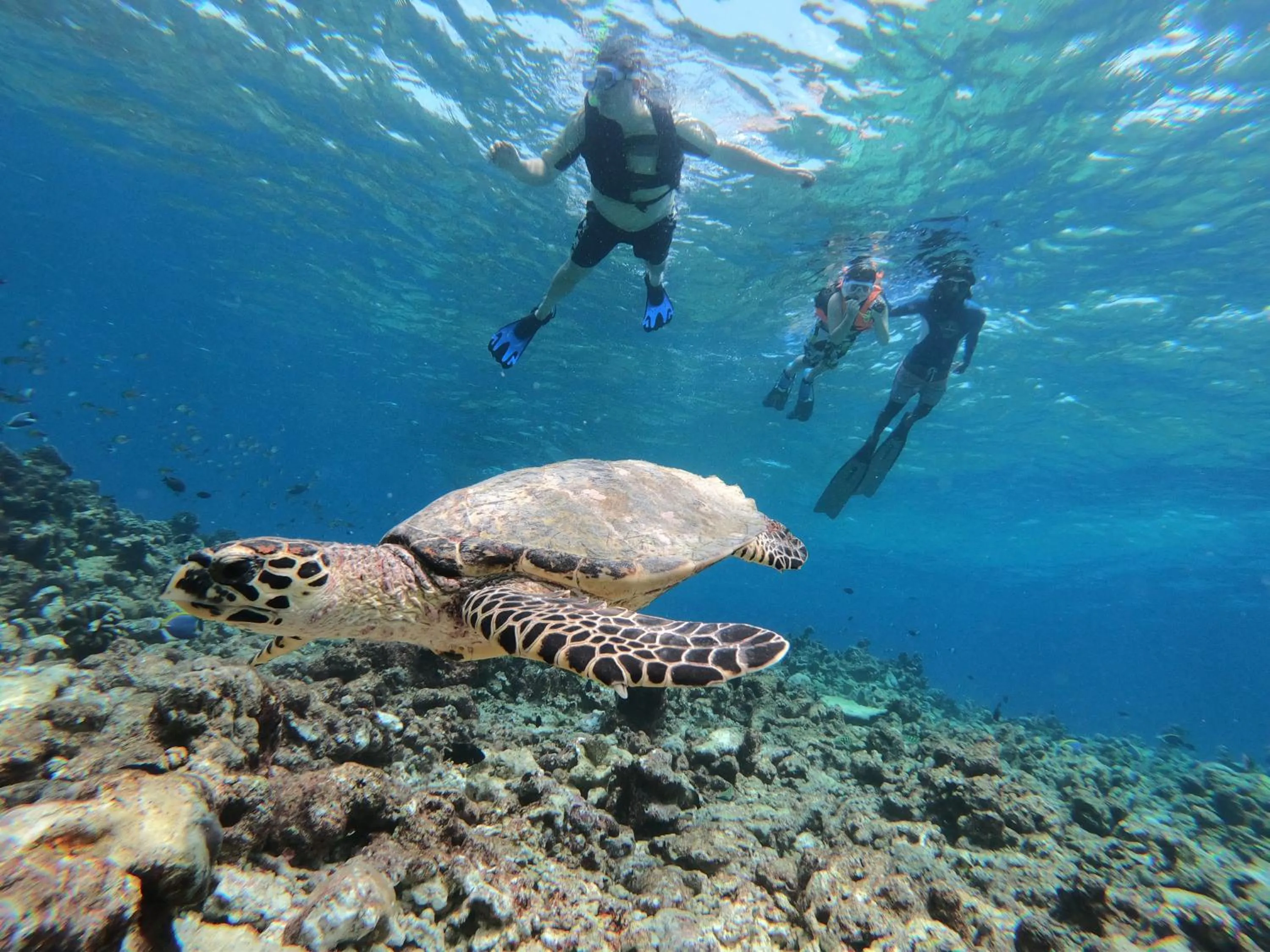 Snorkeling in Acqua Blu Rasdhoo
