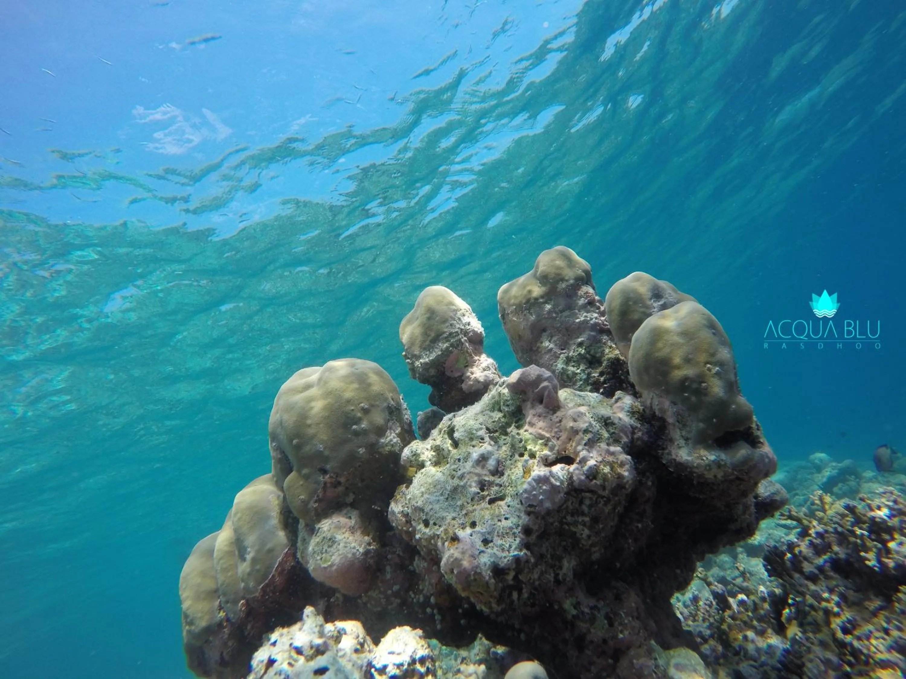 Snorkeling in Acqua Blu Rasdhoo