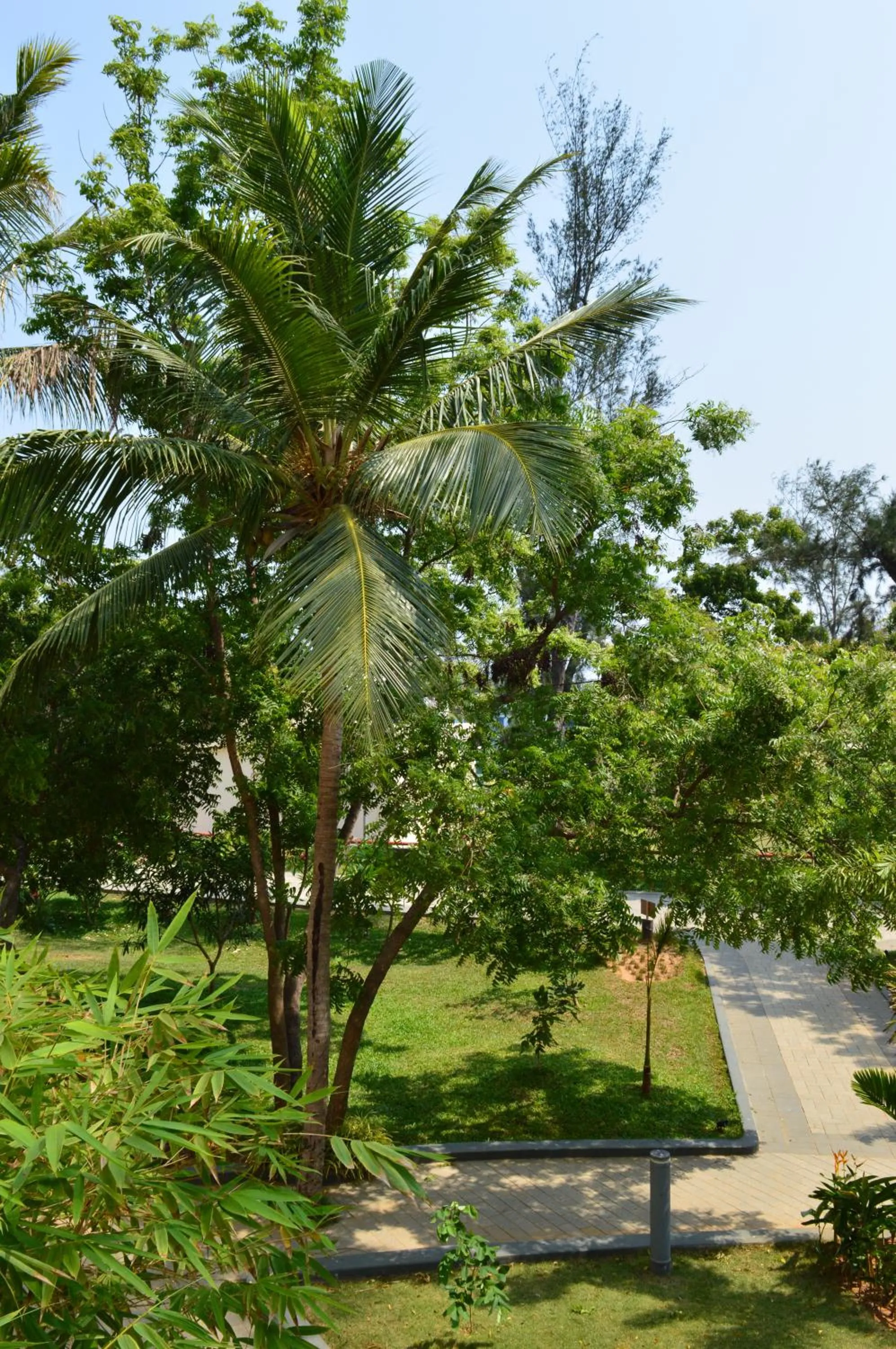 Garden view in Welcomhotel by ITC Hotels, Kences Palm Beach, Mamallapuram
