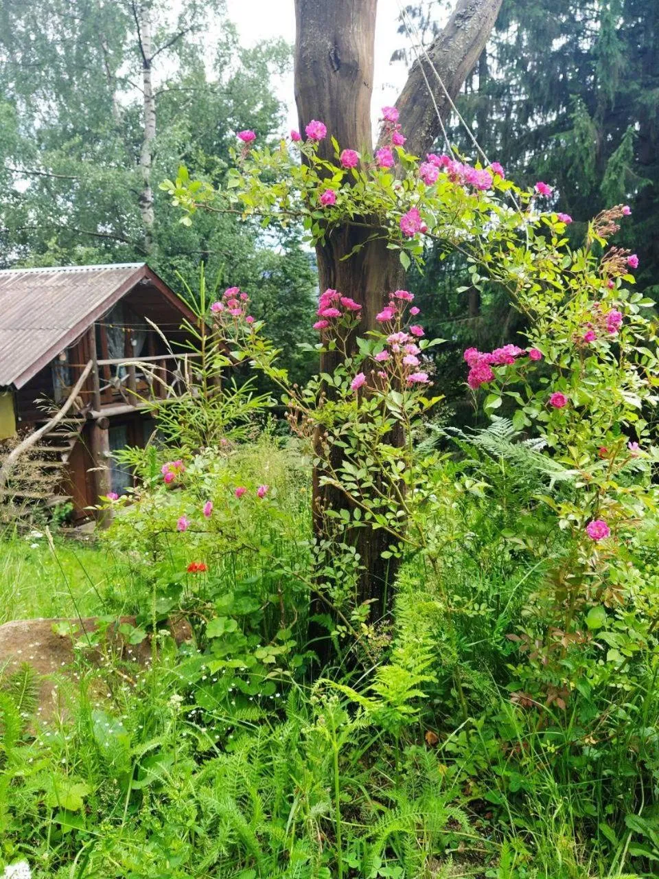 PetrikHolm