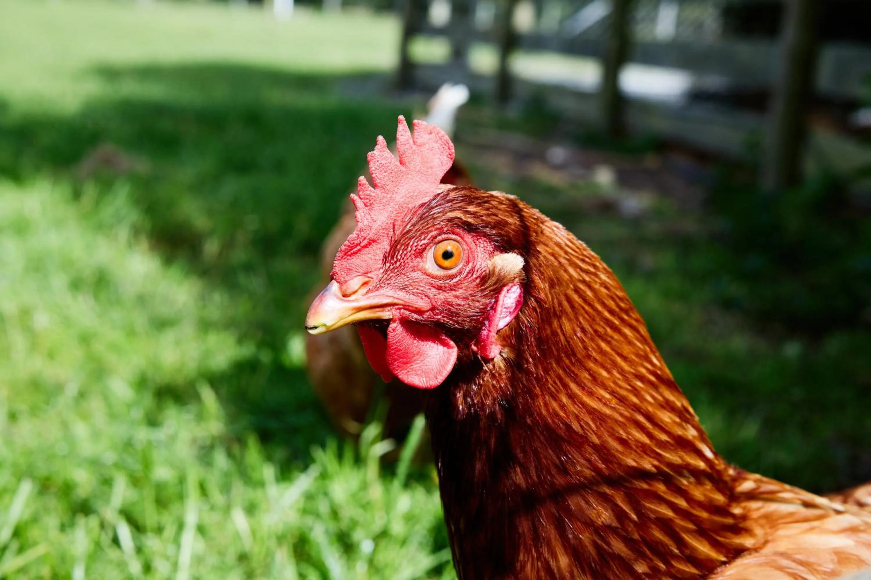 Day in Awatea Country Bed & Breakfast