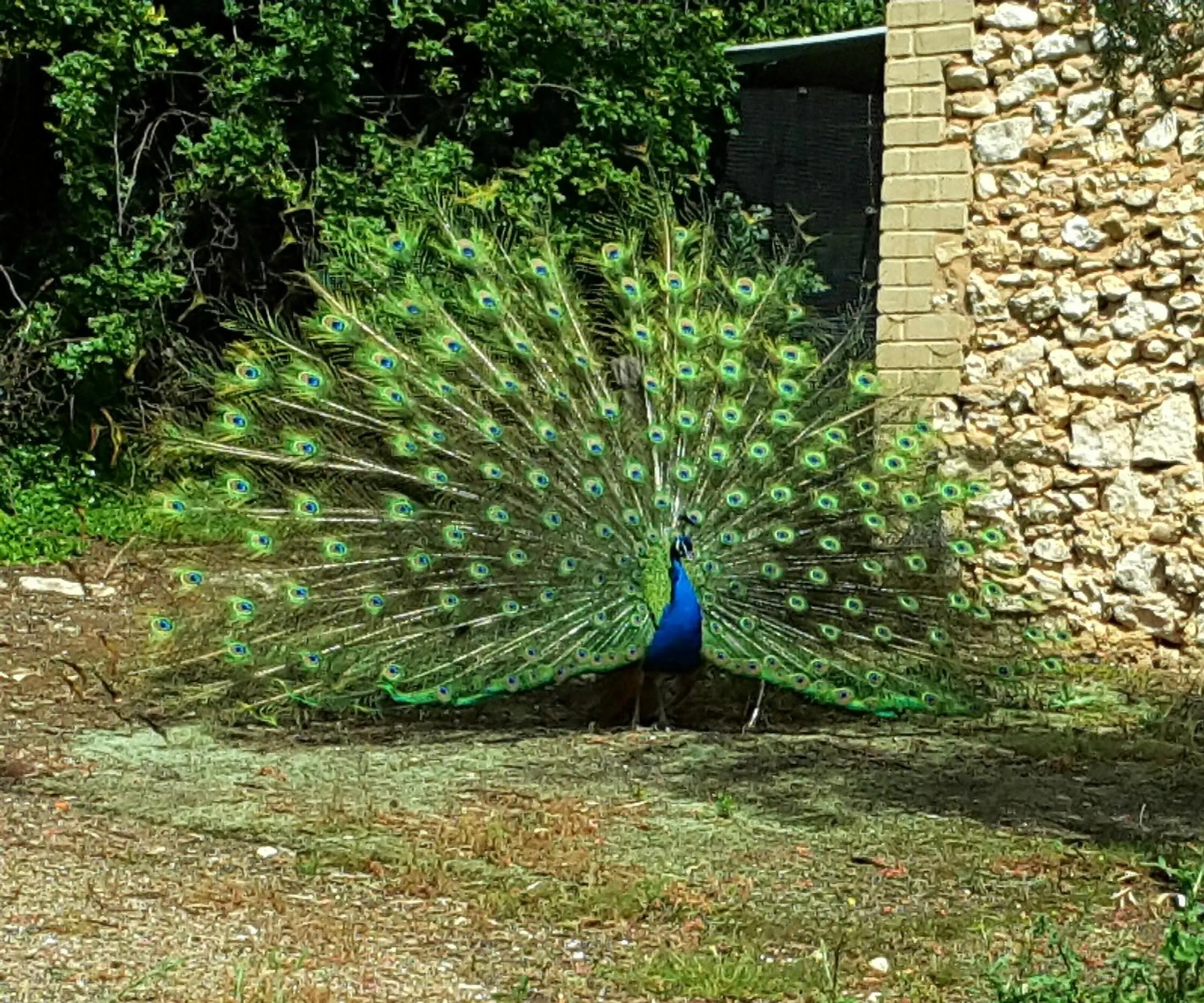 Pets in A La Folly The Retreat