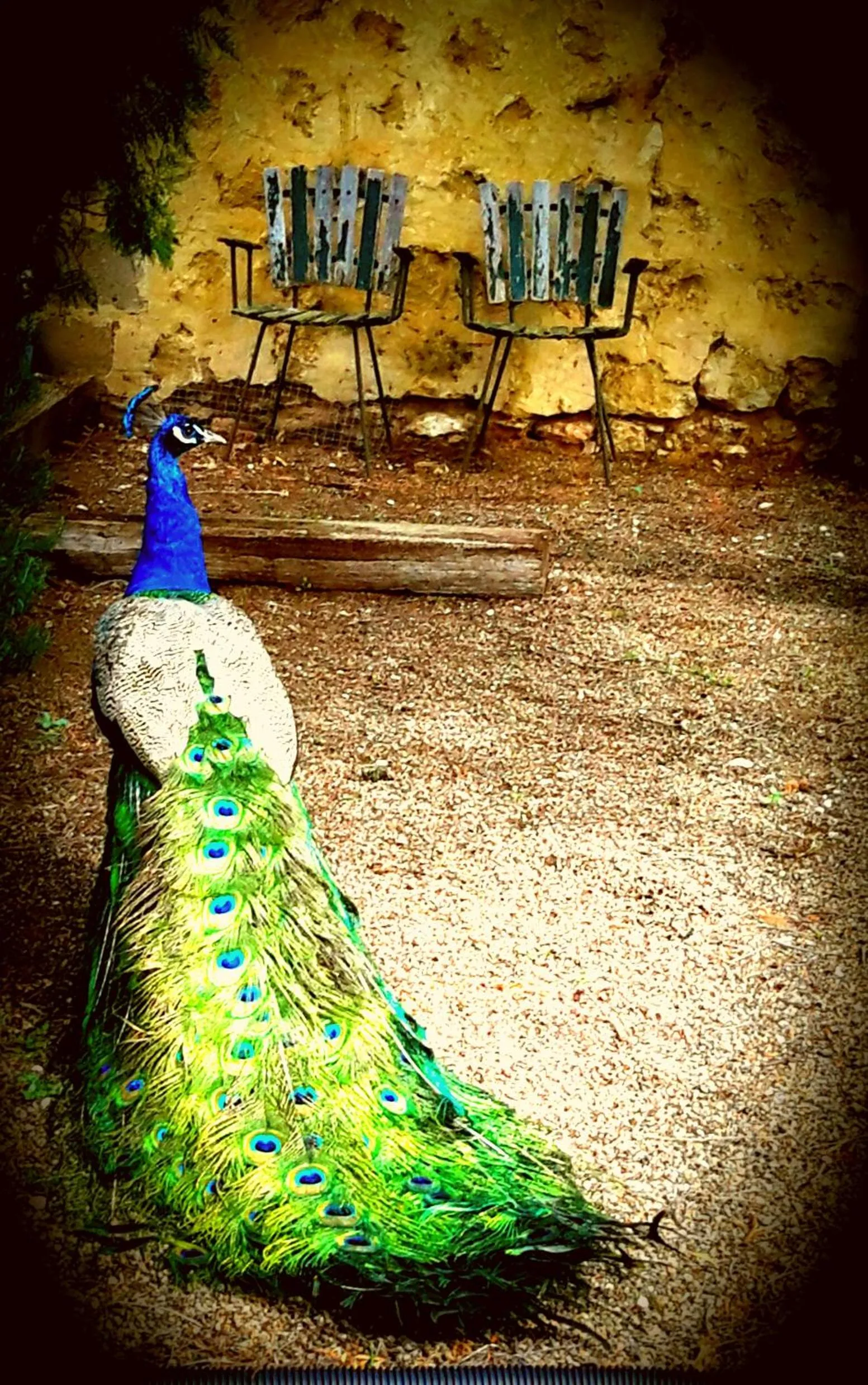 Pets in A La Folly The Retreat