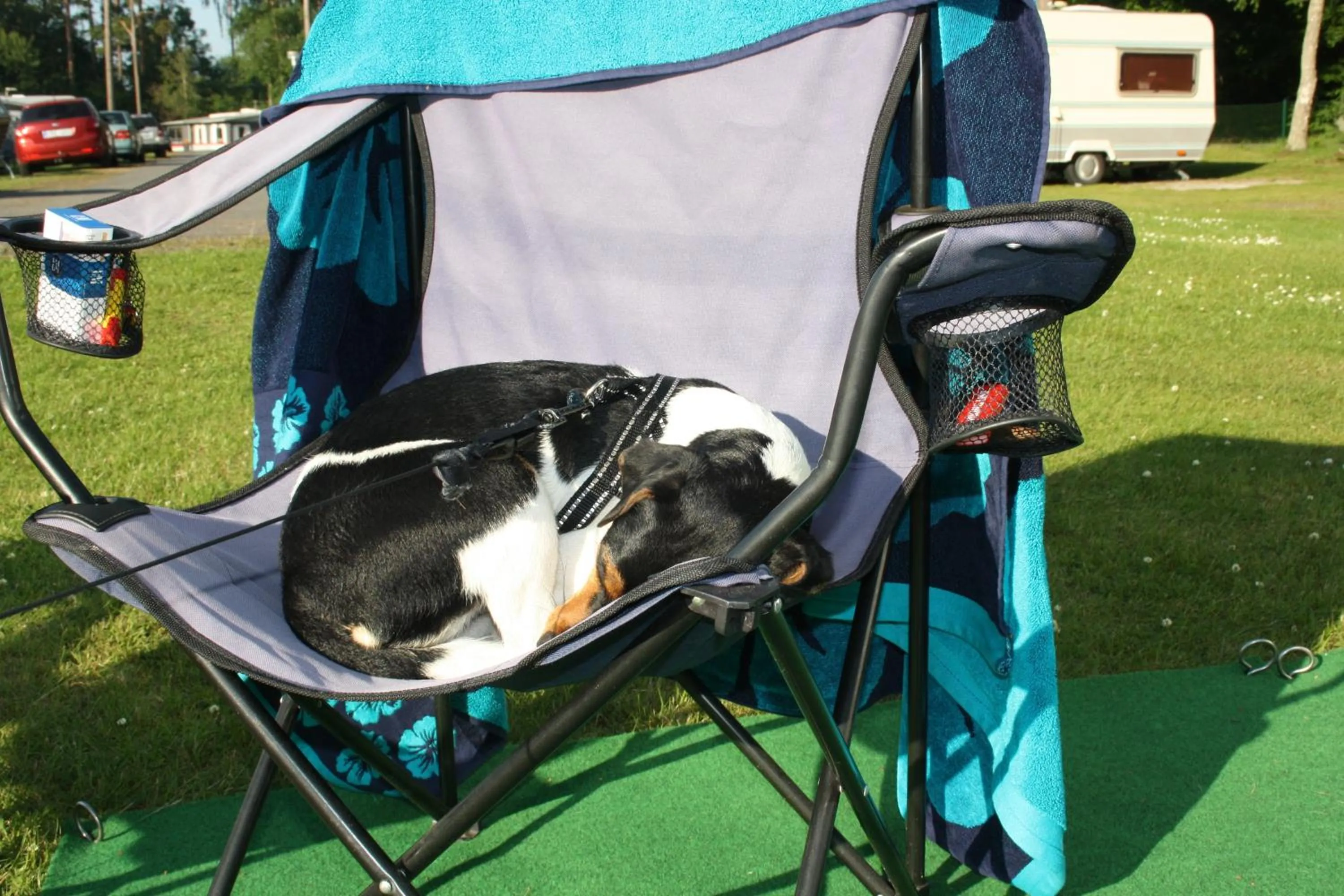 Animals in Bromölla Camping o Vandrarhem