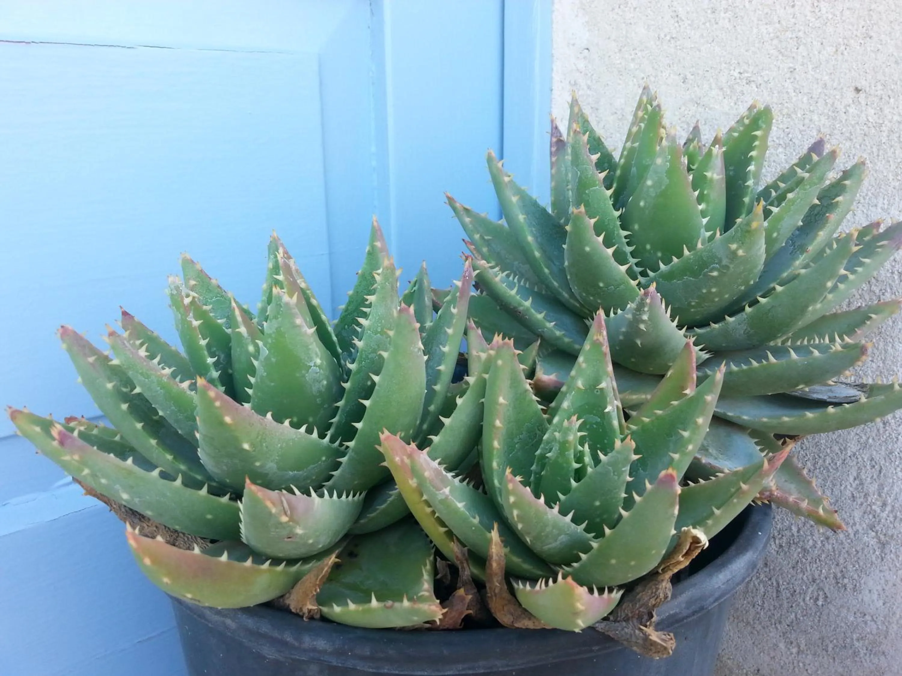 Day in The Proud Garden