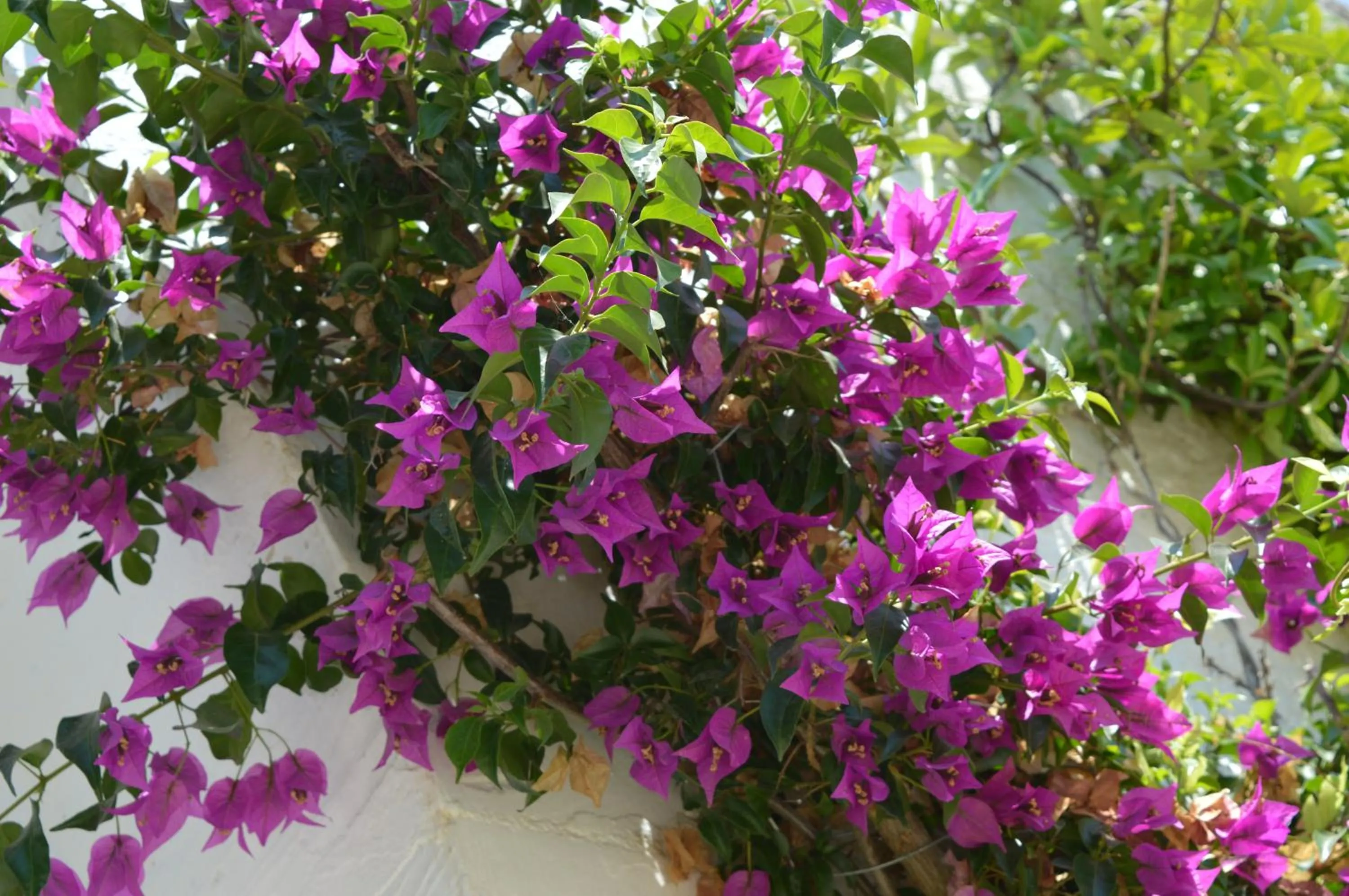 Day in The Proud Garden