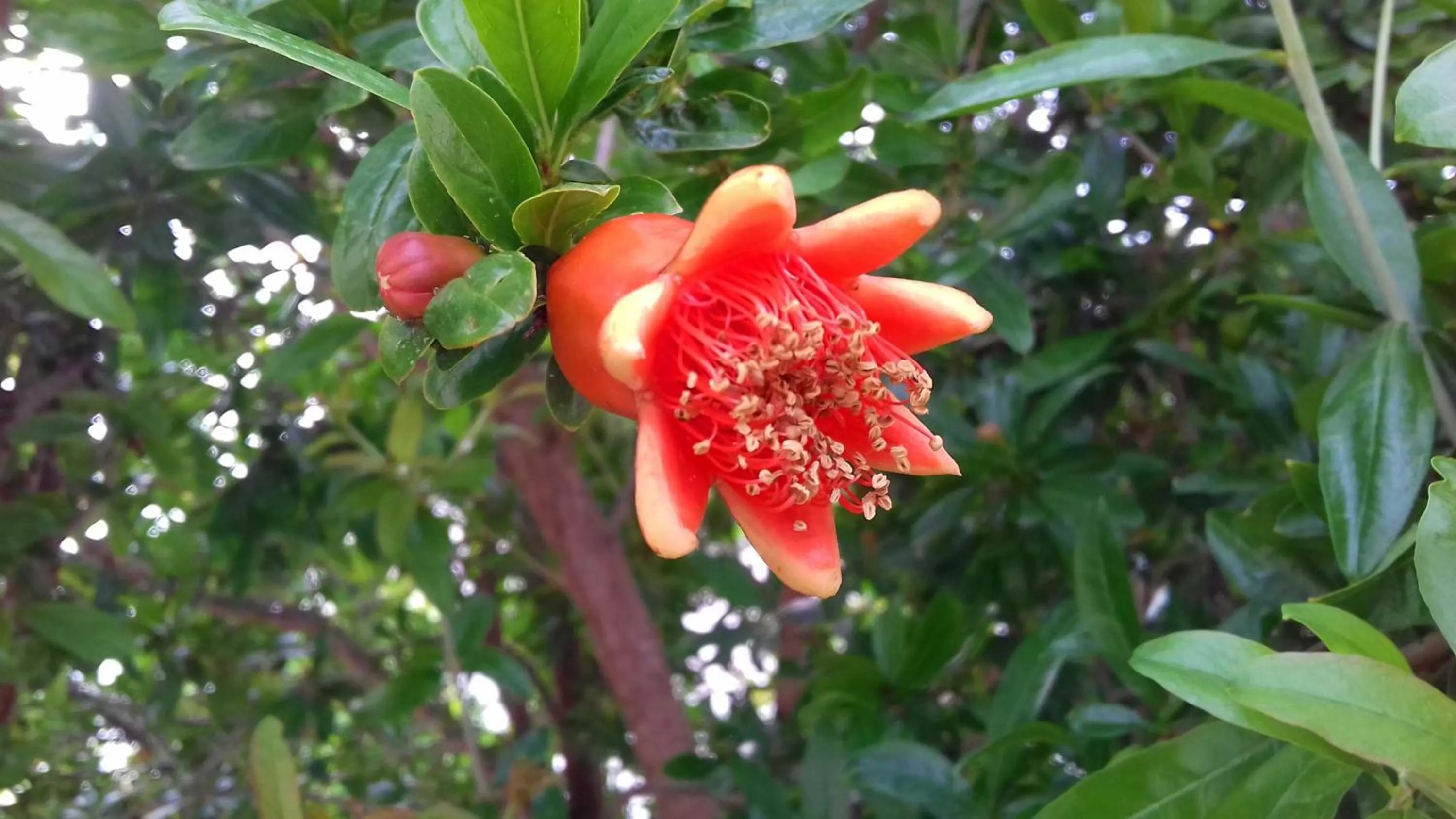 Garden view in The Proud Garden