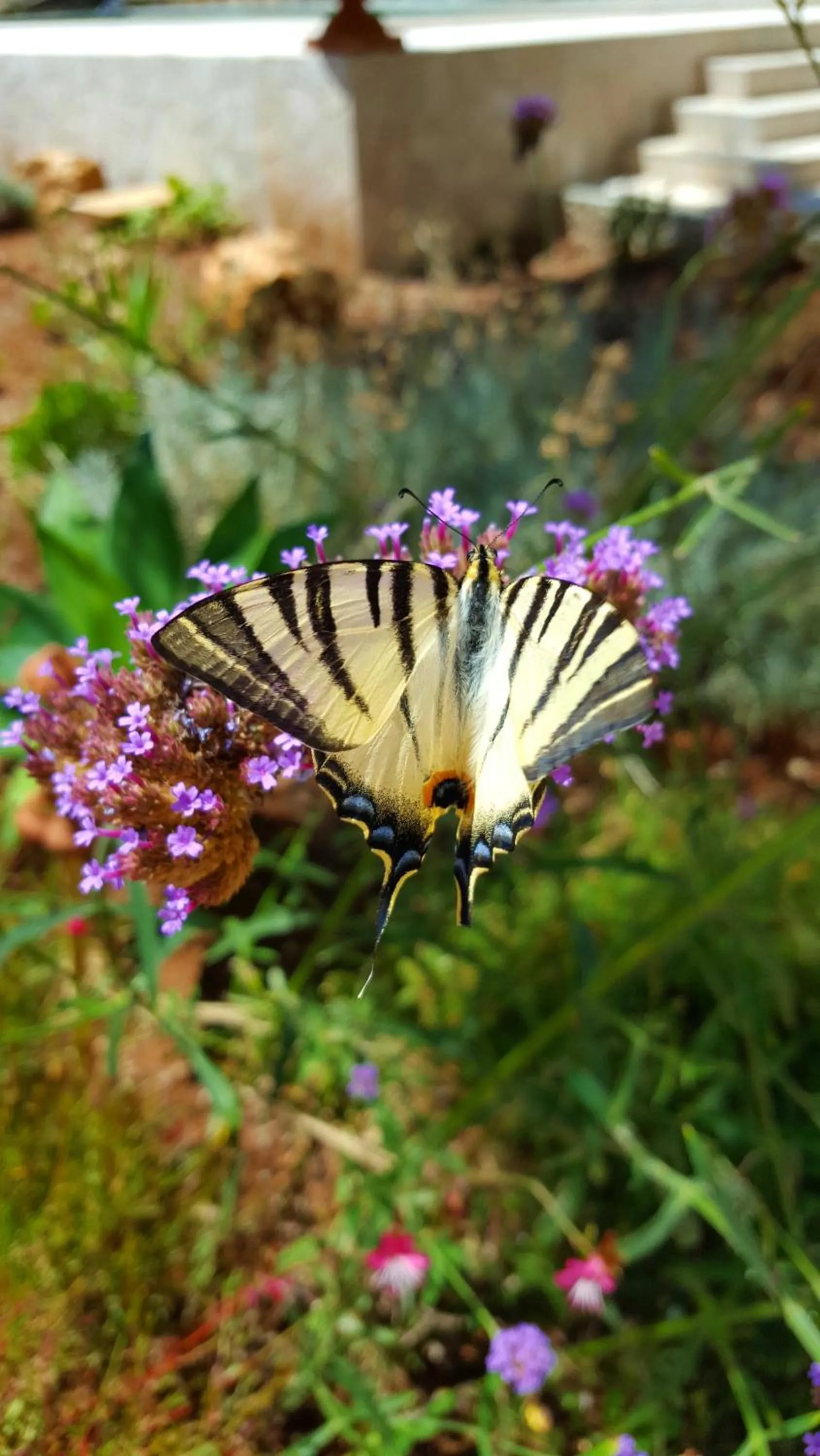 Garden view in The Proud Garden