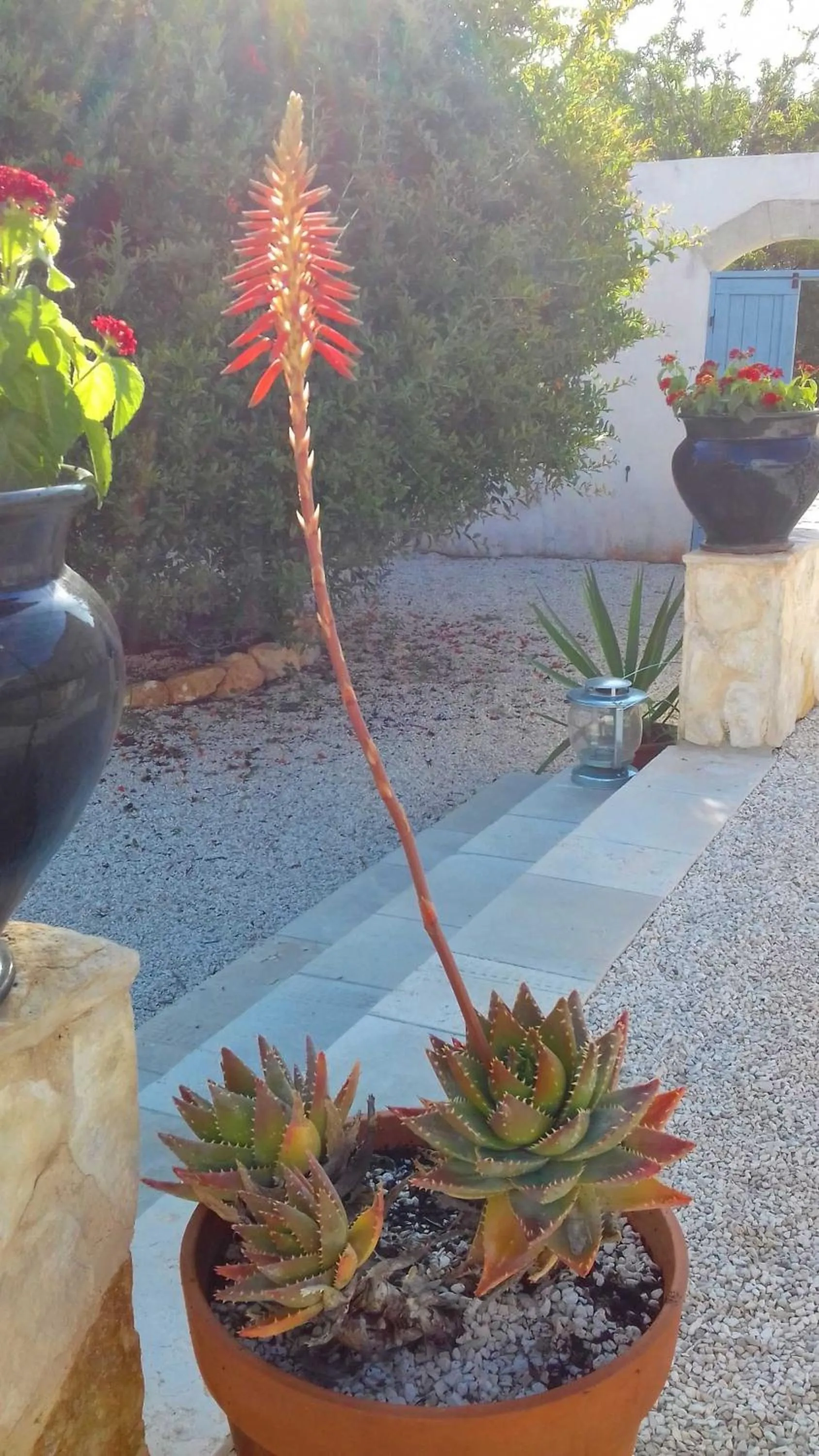 Garden view in The Proud Garden