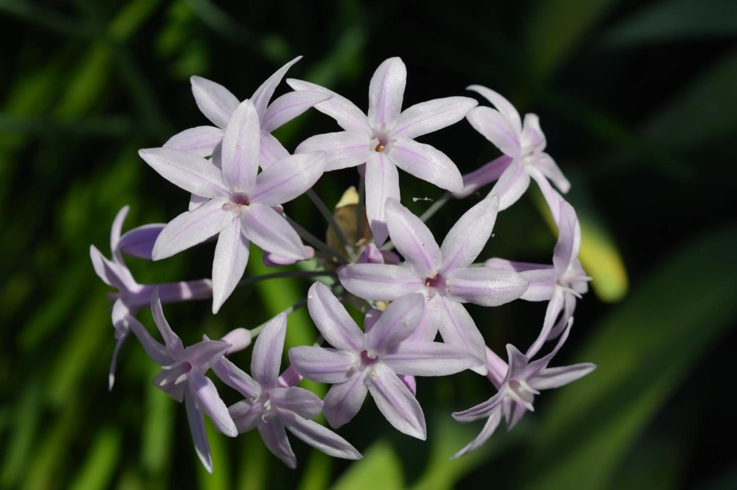 Day in The Proud Garden