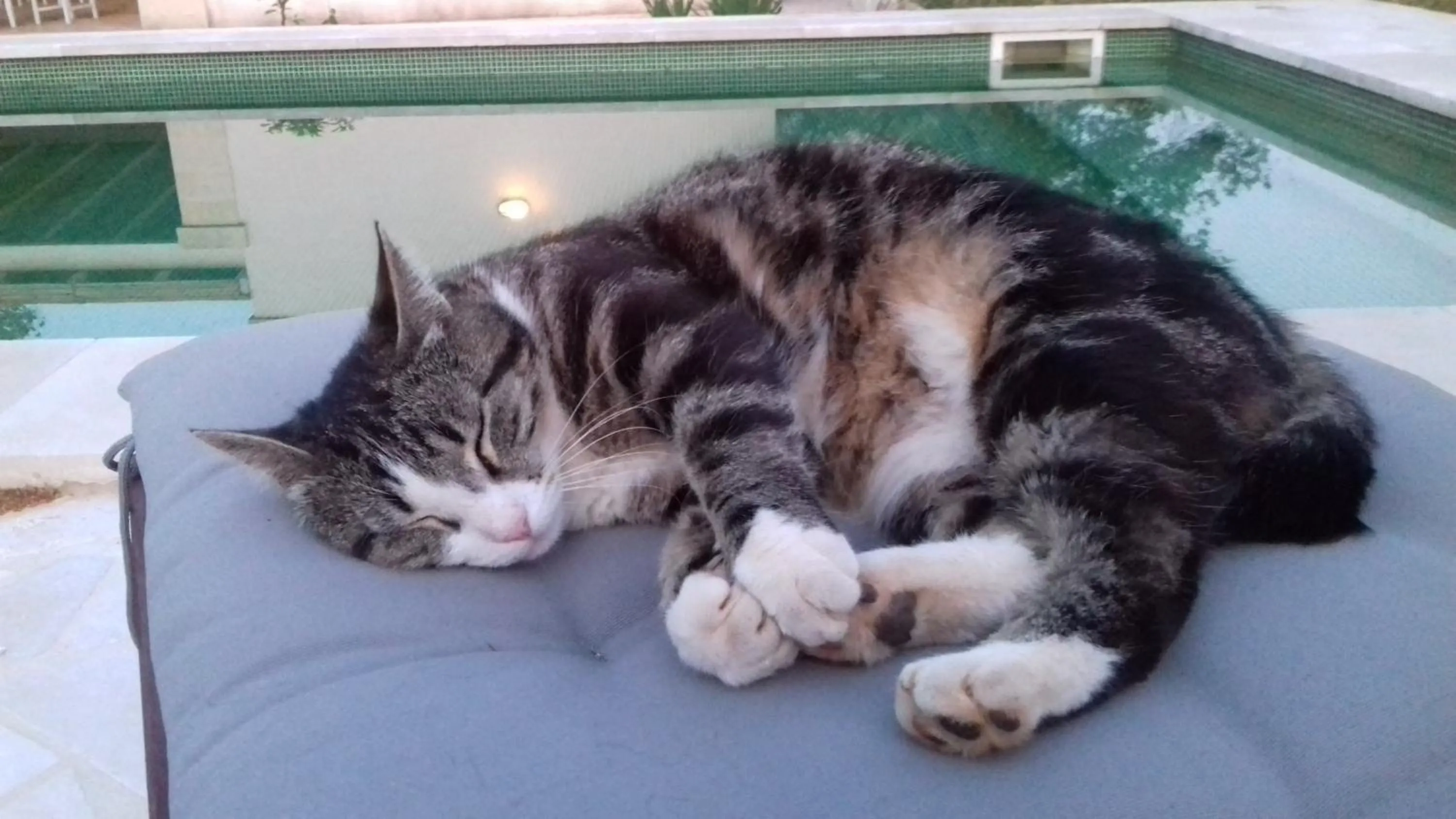 Pets in The Proud Garden