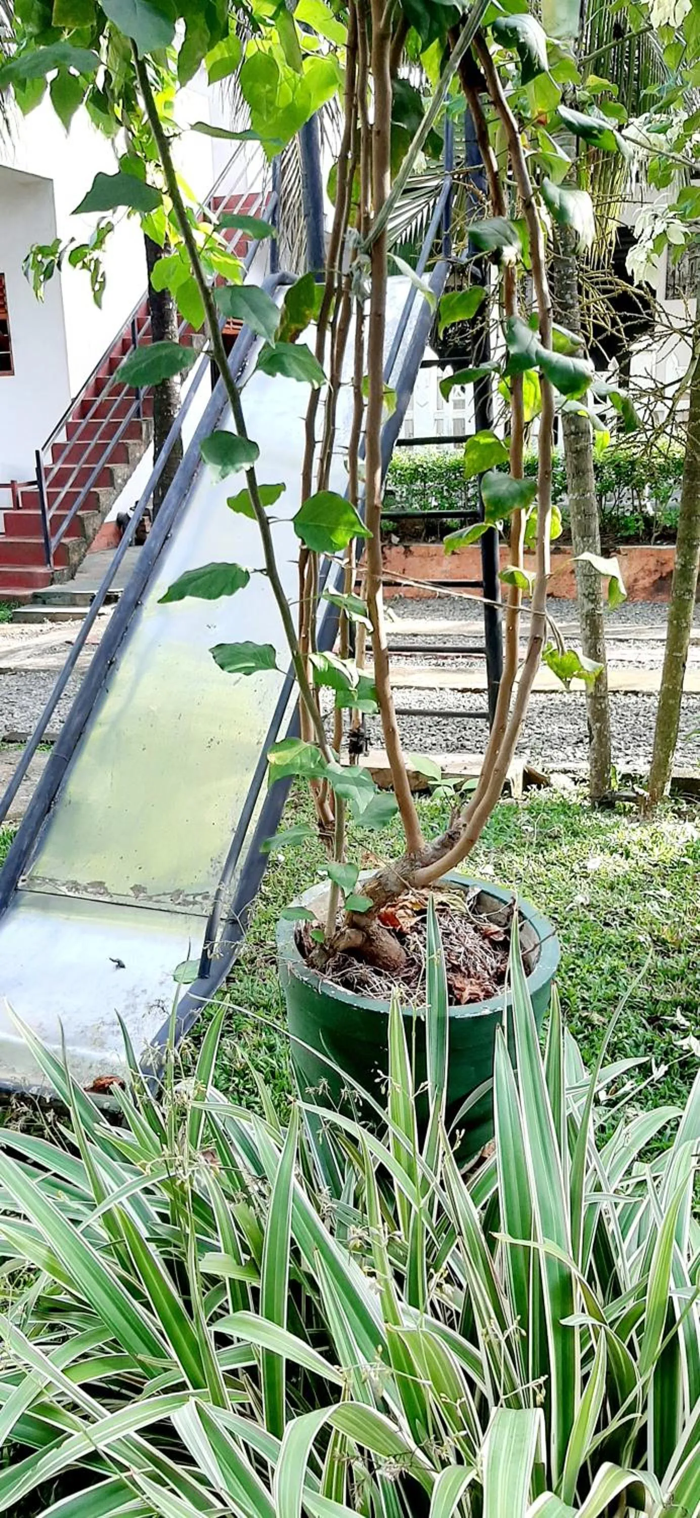 Garden in Hiriketiya Cinnamon Garden