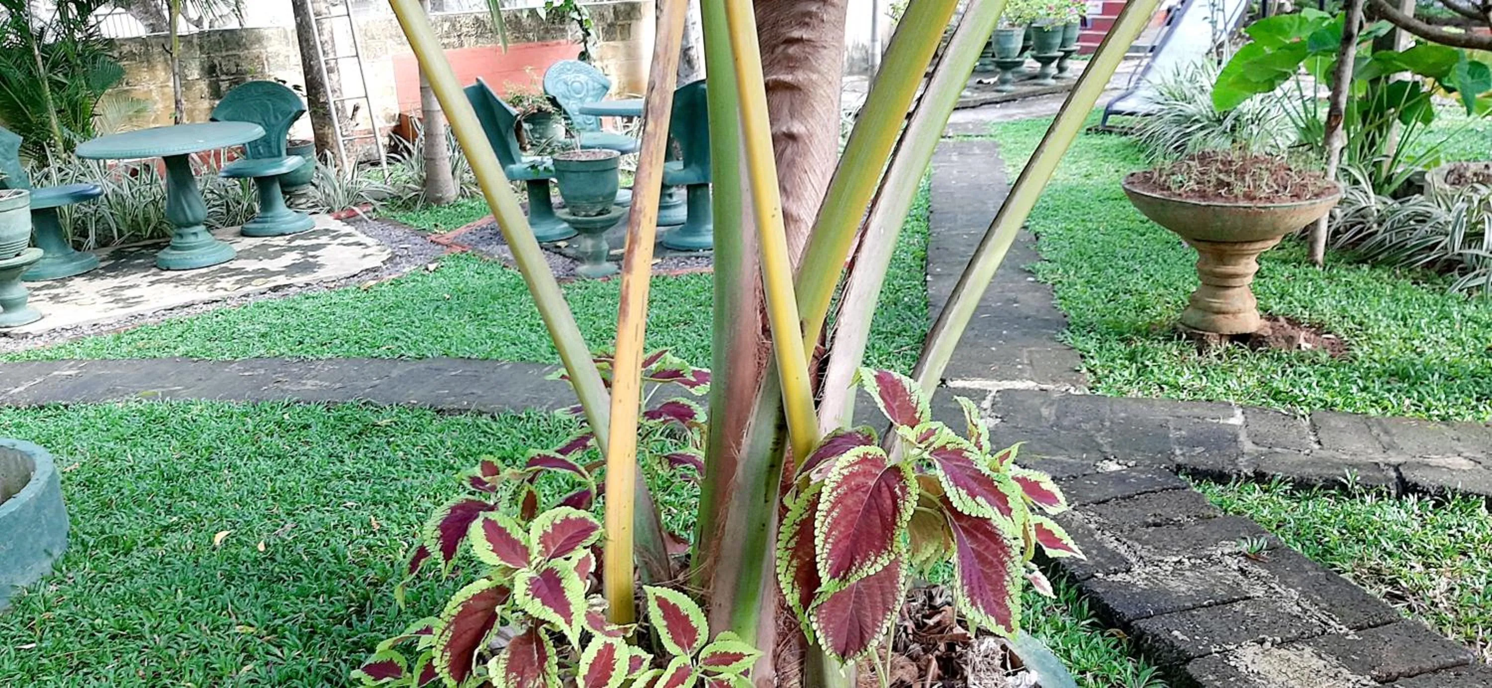 Garden in Hiriketiya Cinnamon Garden