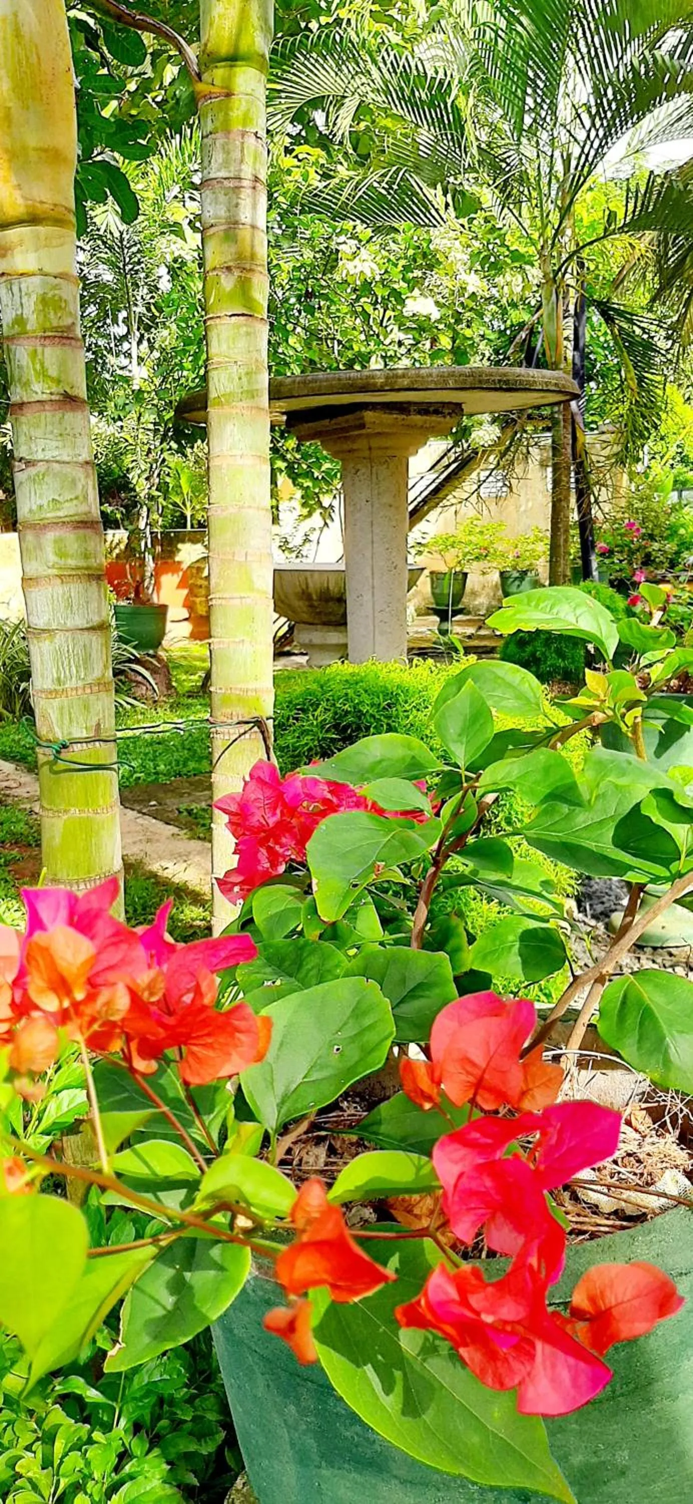 Garden in Hiriketiya Cinnamon Garden