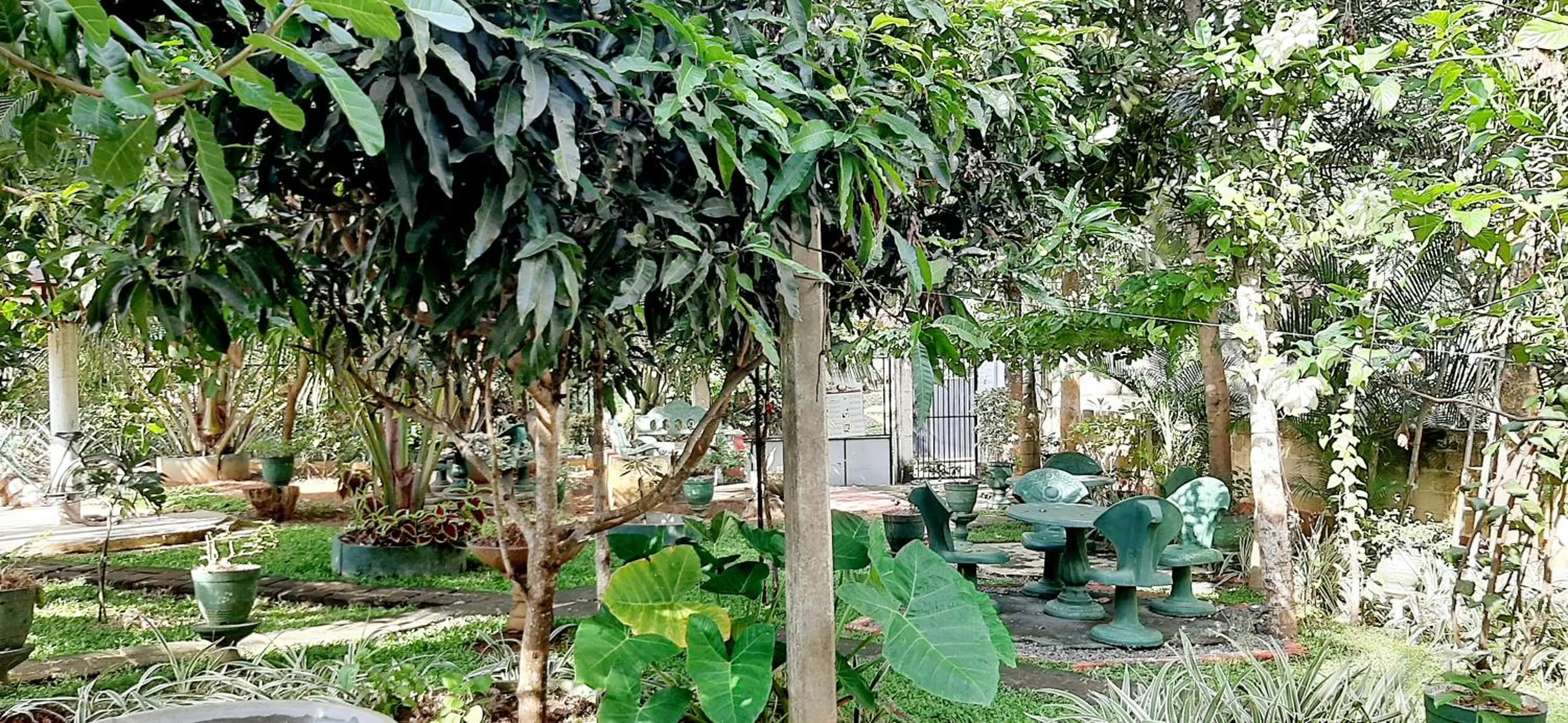 Garden in Hiriketiya Cinnamon Garden