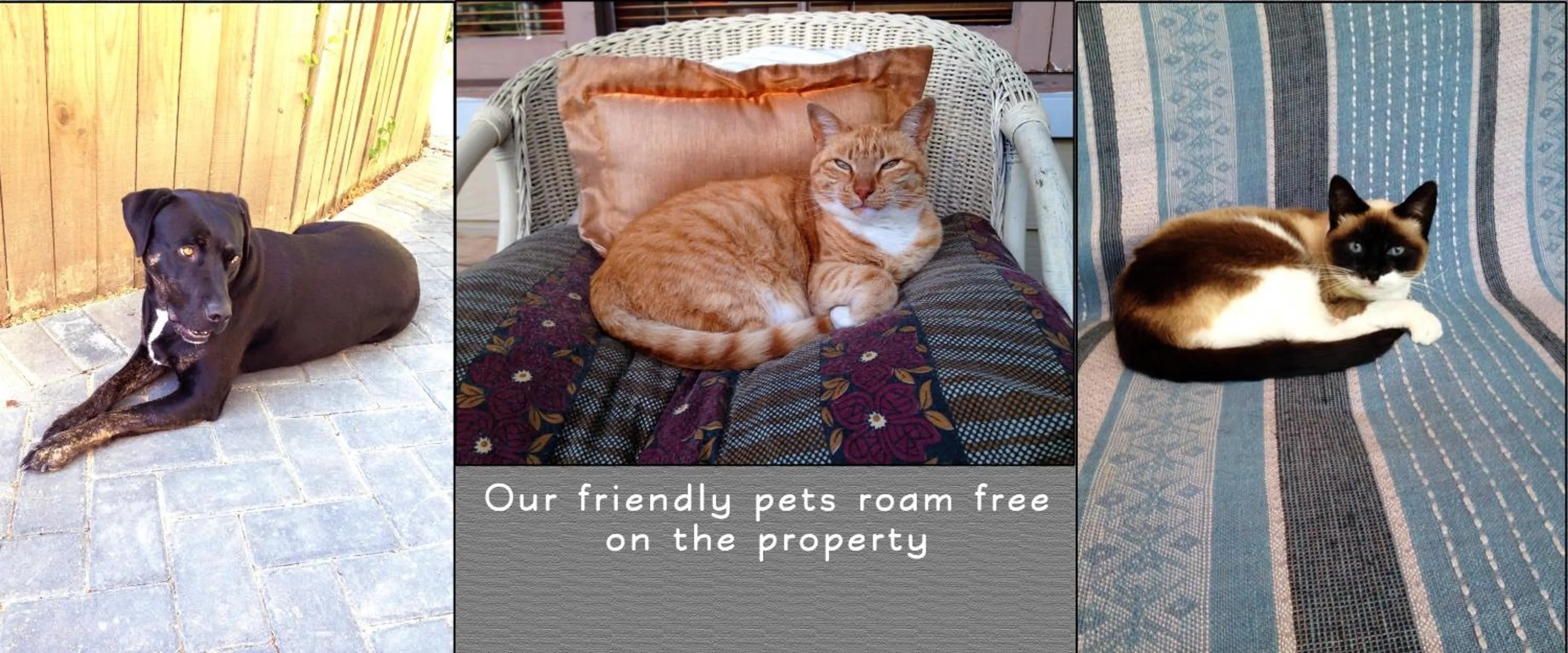 Pets in Loeriewood Garden Apartment, Hunters Home