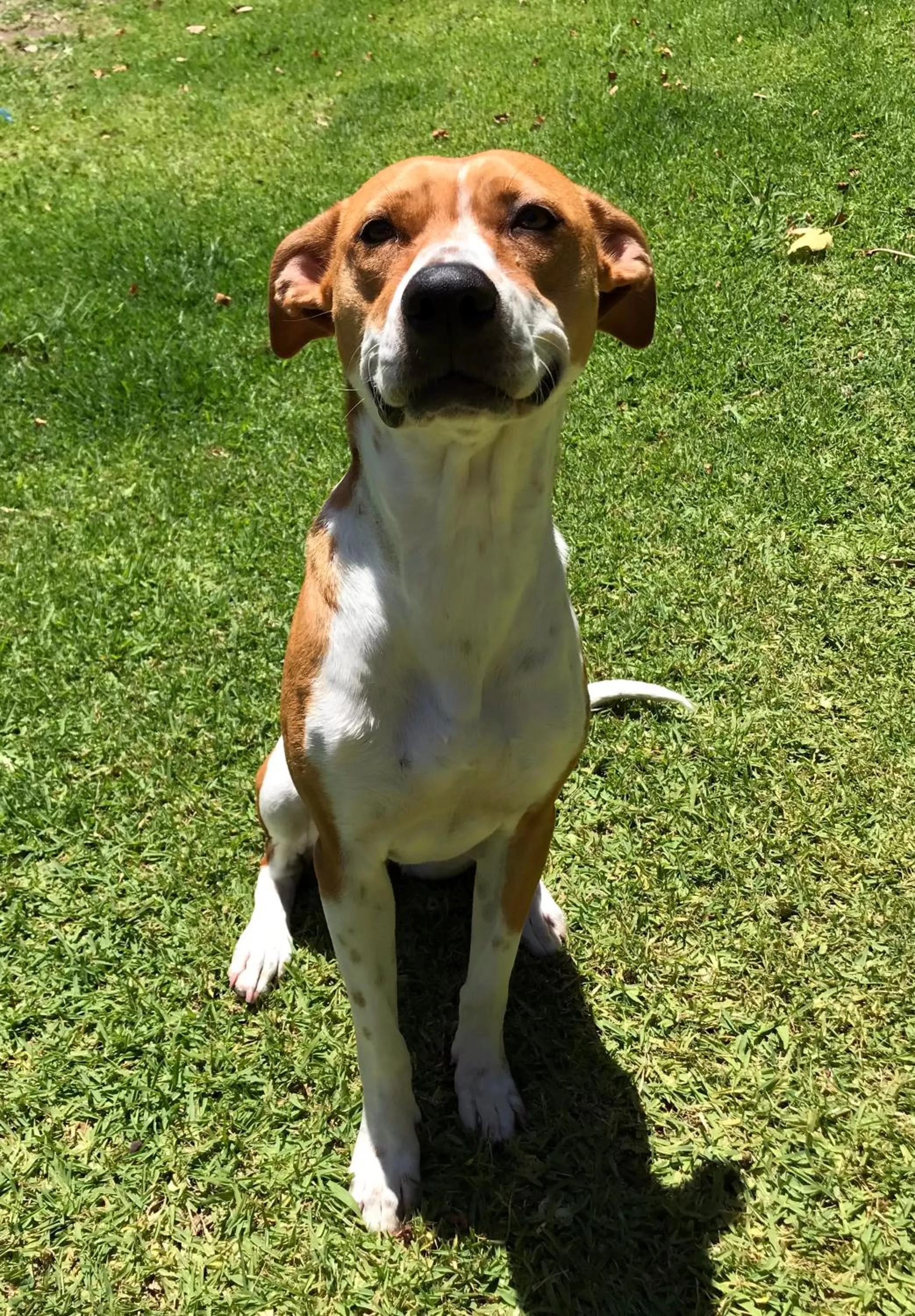 Pets in Loeriewood Garden Apartment, Hunters Home
