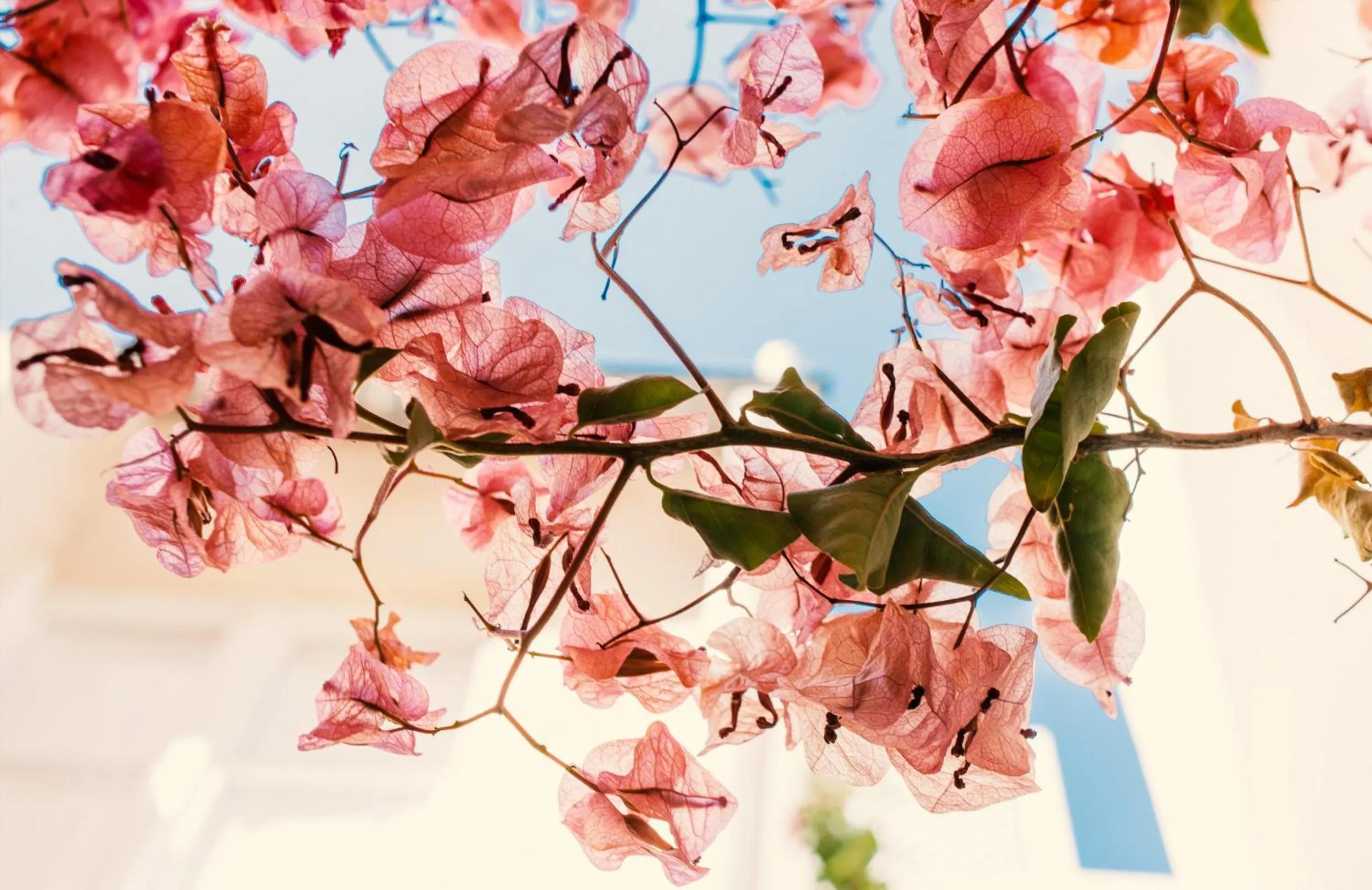 Decorative detail in Canavall