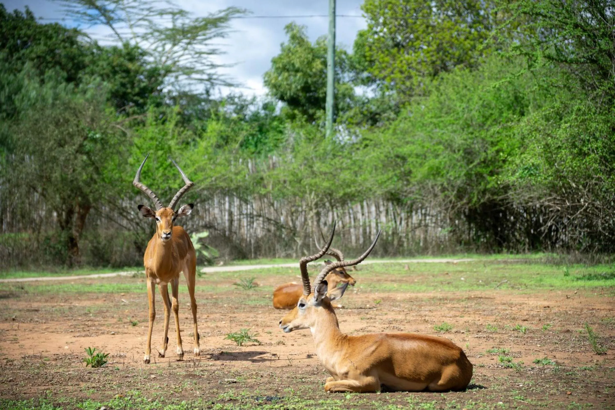 Day in Lukenya Getaway