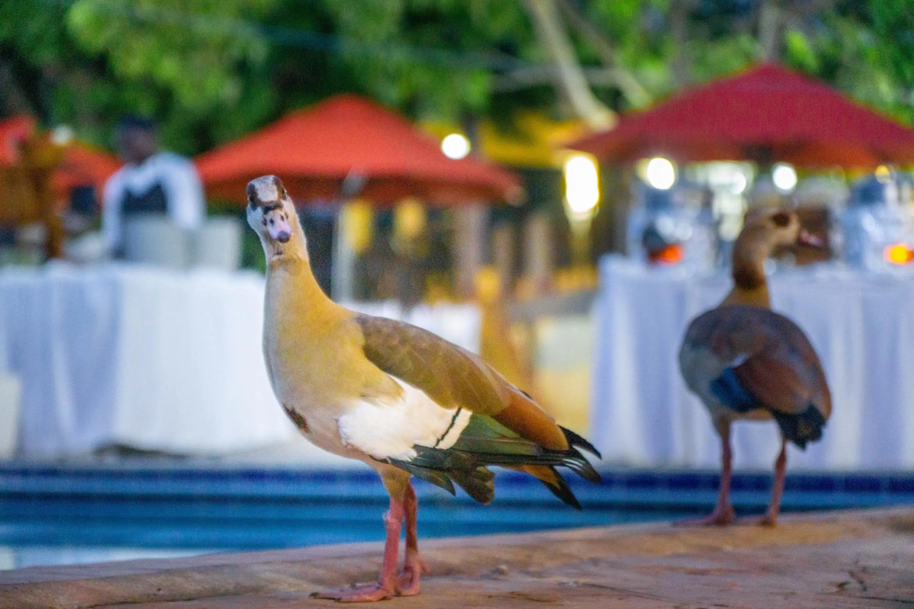 Animals in Lukenya Getaway