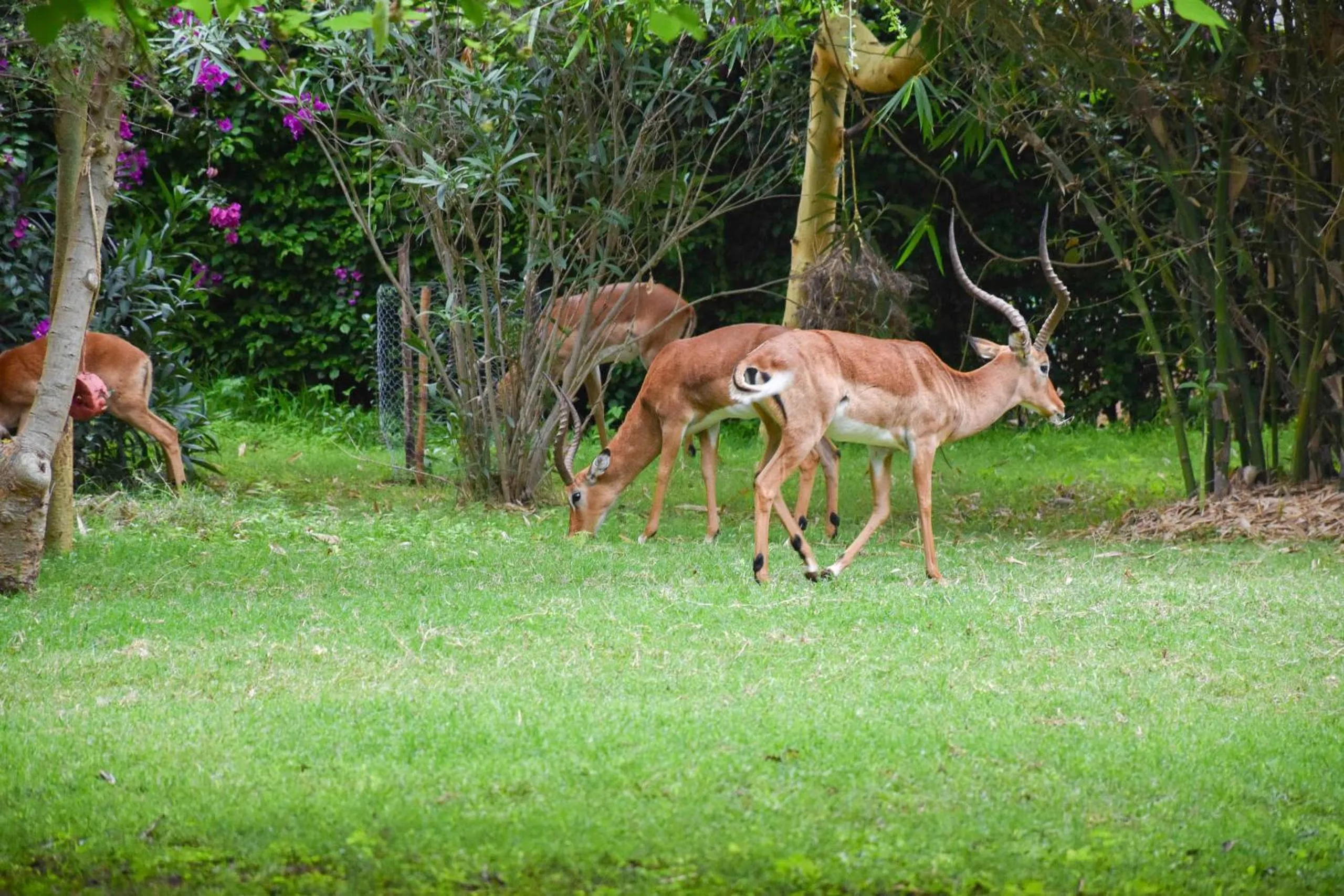 Day in Lukenya Getaway