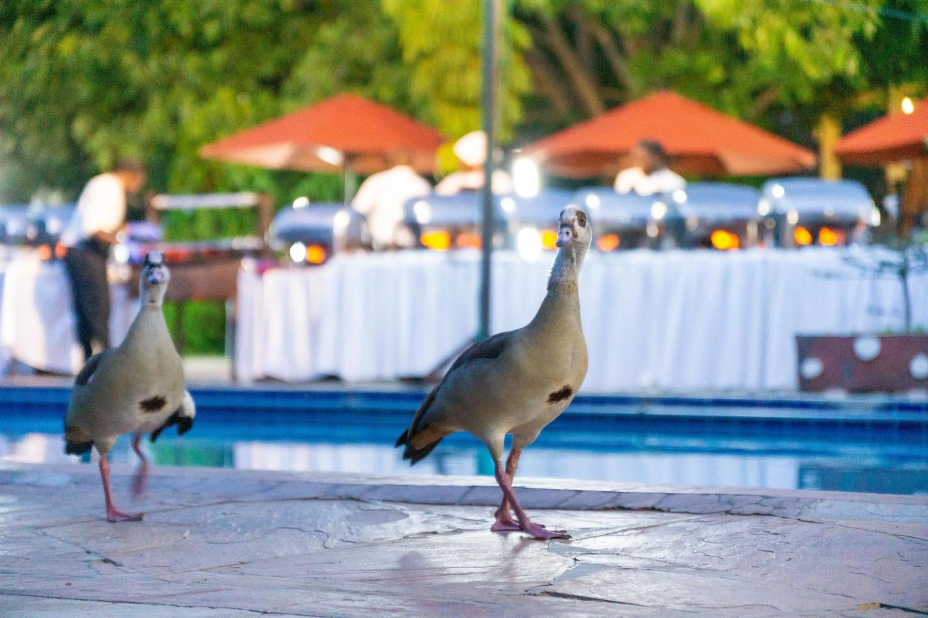 Animals in Lukenya Getaway