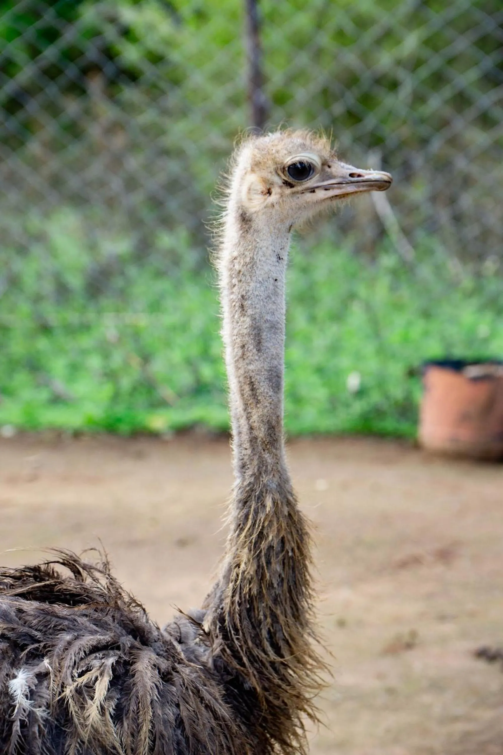Animals in Lukenya Getaway