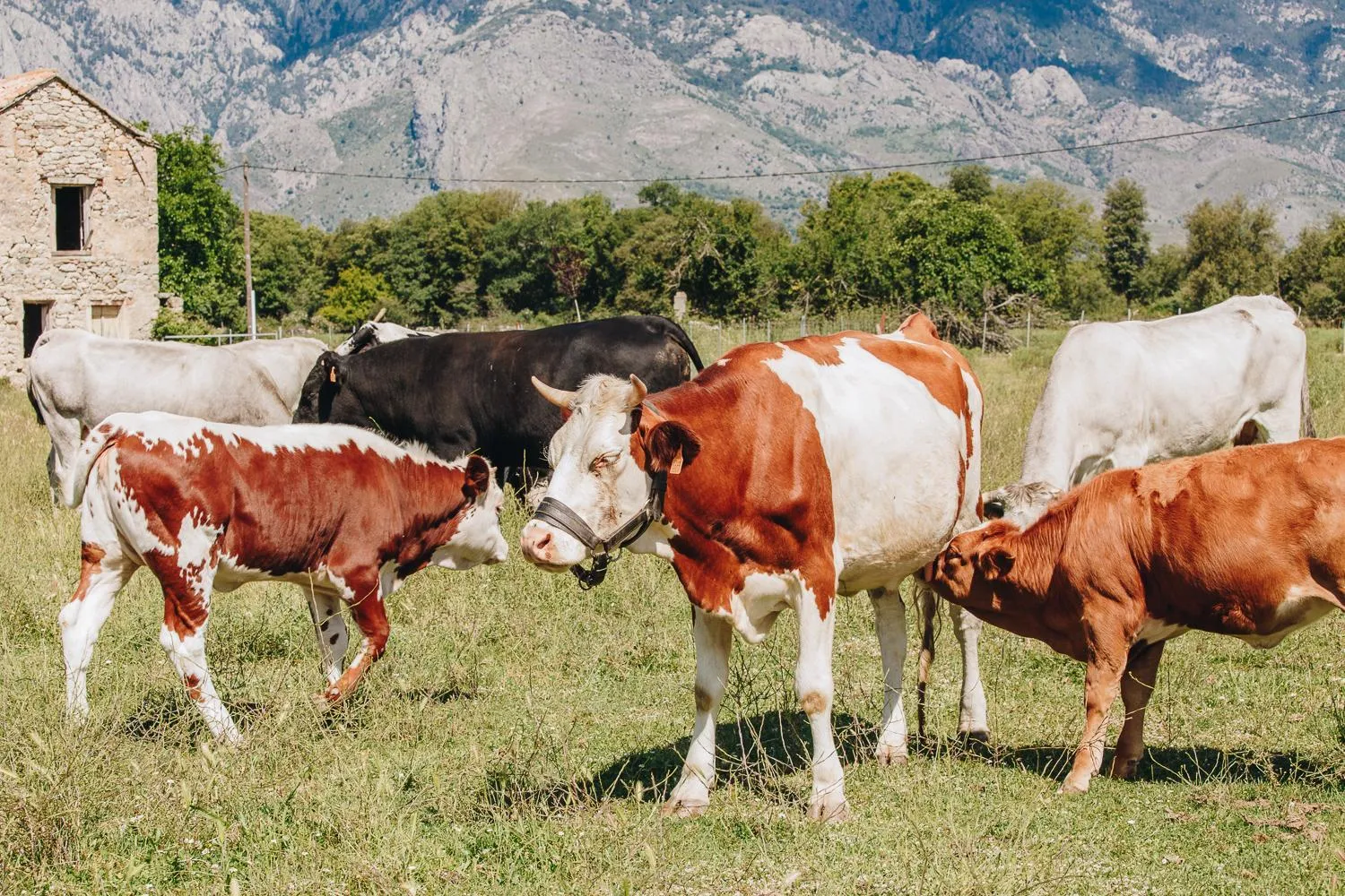 Garden in B&B A Chjusellina