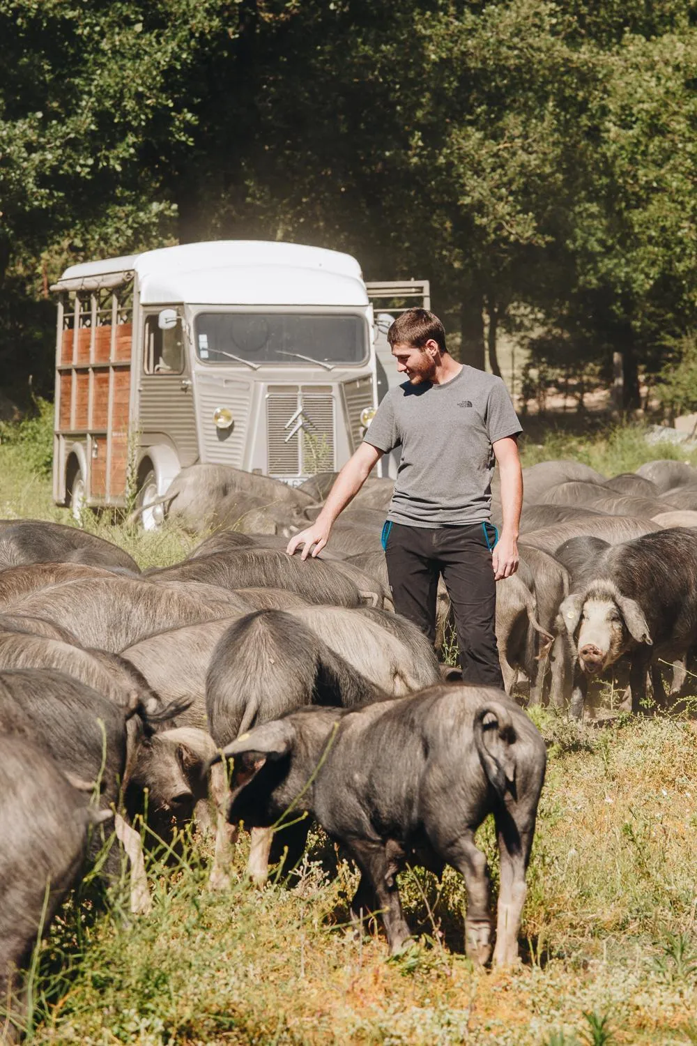 Logo/Certificate/Sign in B&B A Chjusellina