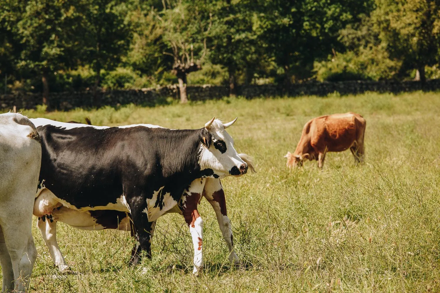 Natural landscape in B&B A Chjusellina