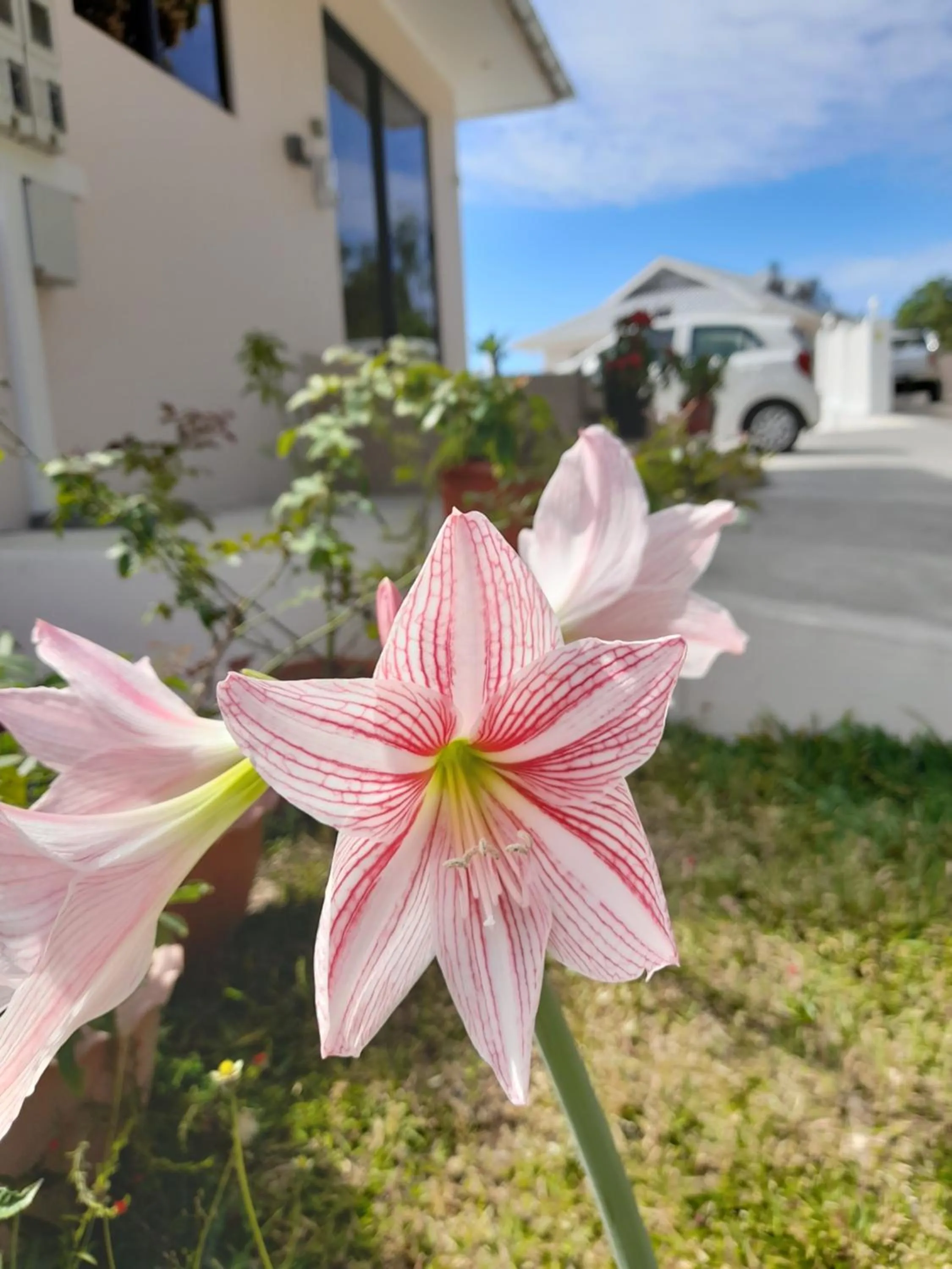 Garden in Maison L'Horizon
