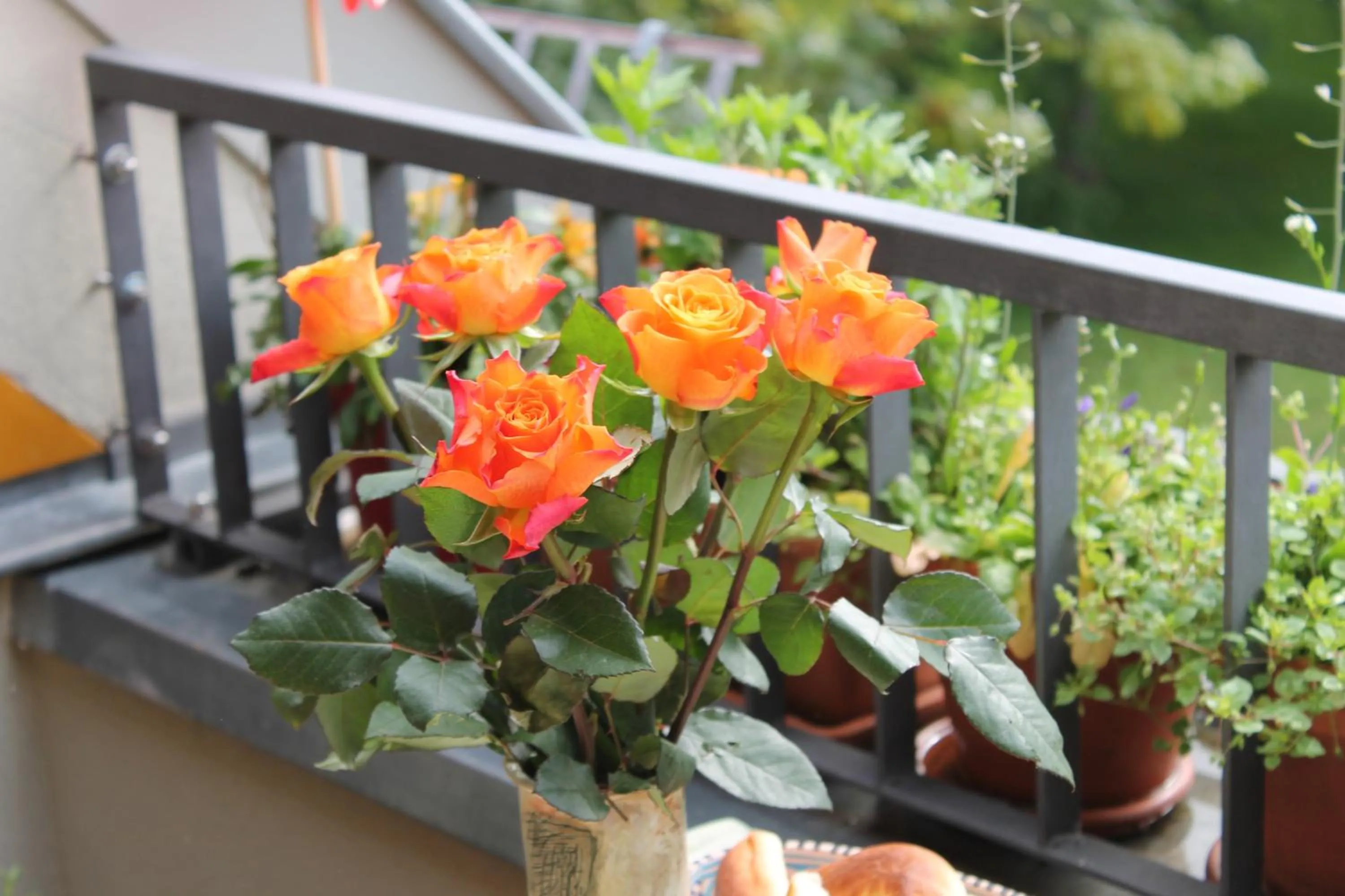 Garden in Bio Hotel Kipperquelle