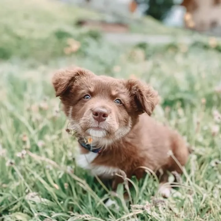 Summer in Chalet Hohe Welt - luxury apartments