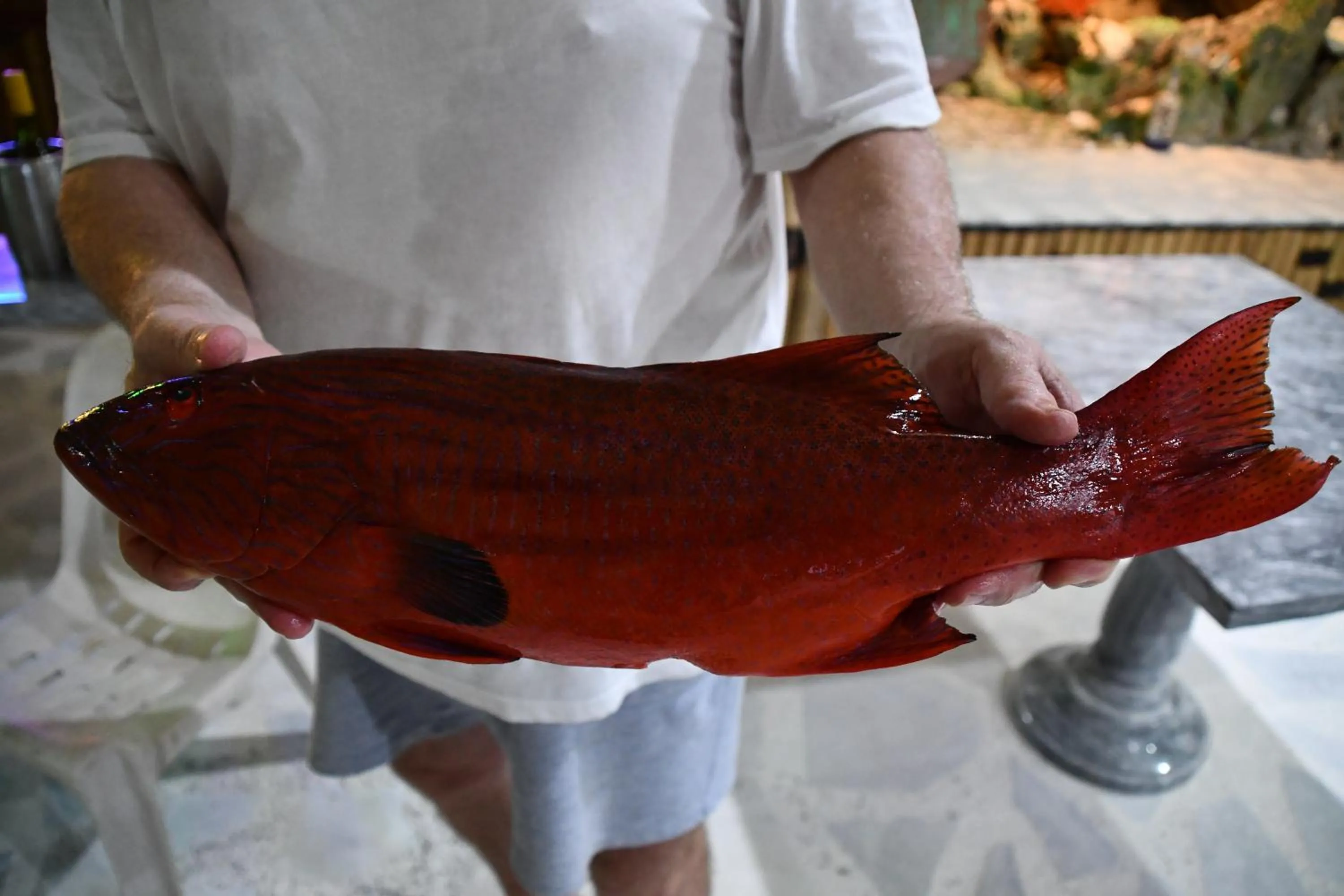 On site in Turtle Cove Exclusive Island Resort