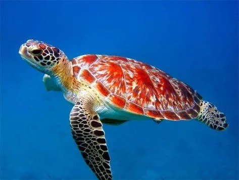 Turtle Cove Exclusive Island Resort