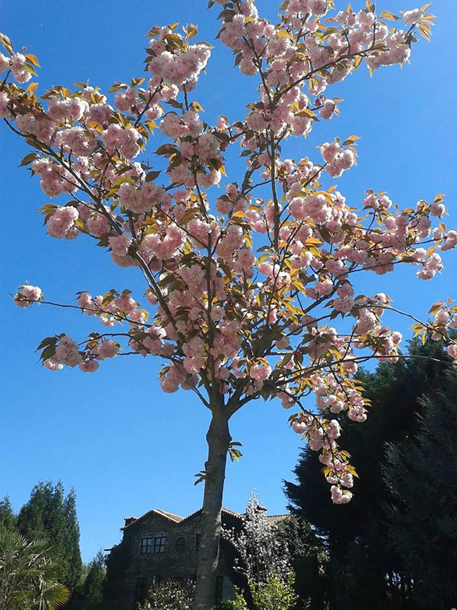 Garden in Casa Do Prado Guesthouse