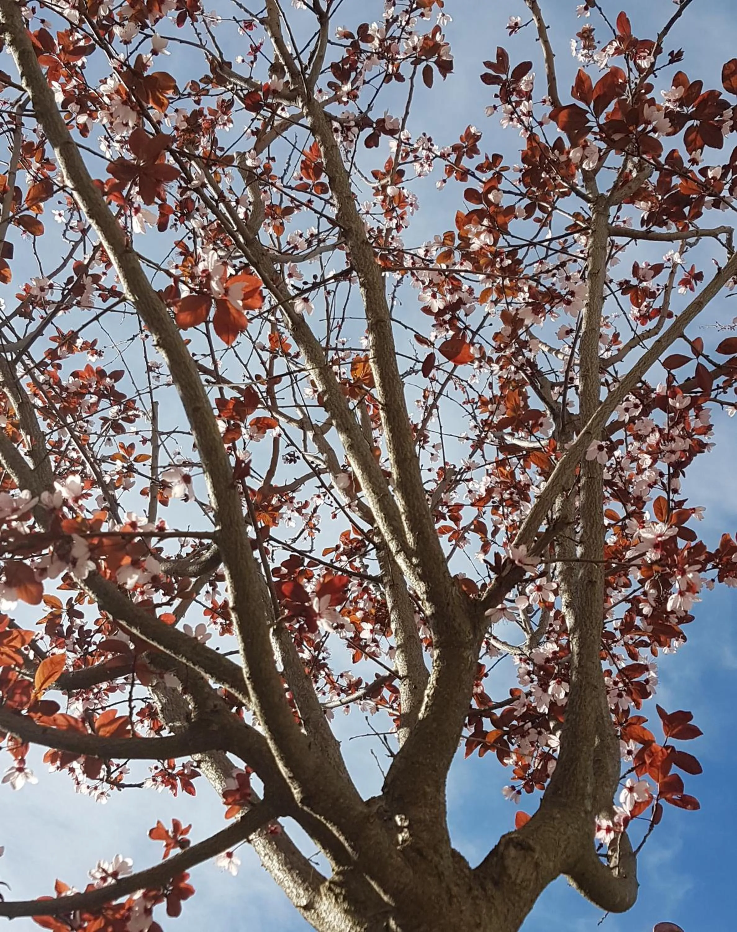 Natural landscape in Apanemia by Flegra Hotels