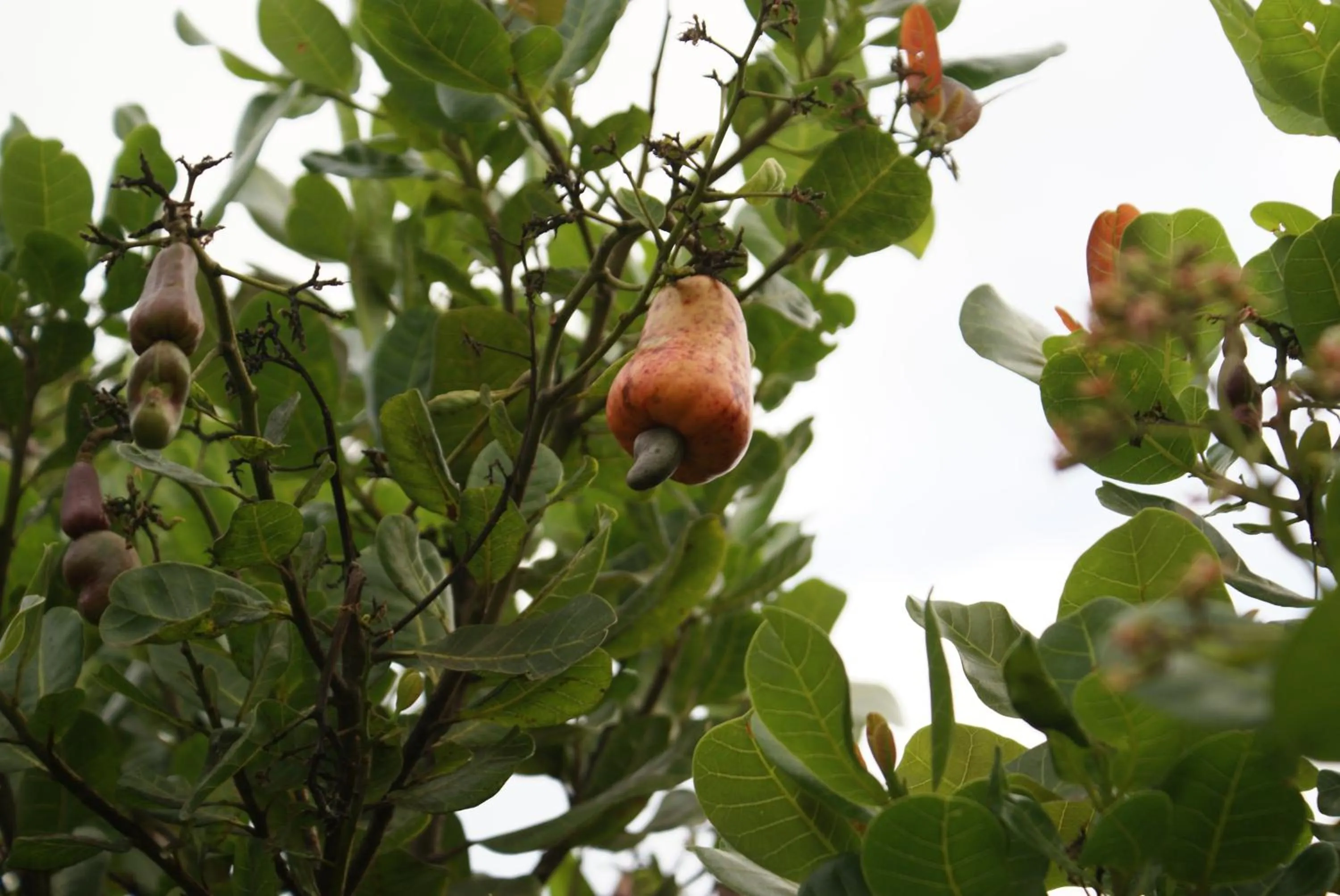 Garden in Hotel San Paolo