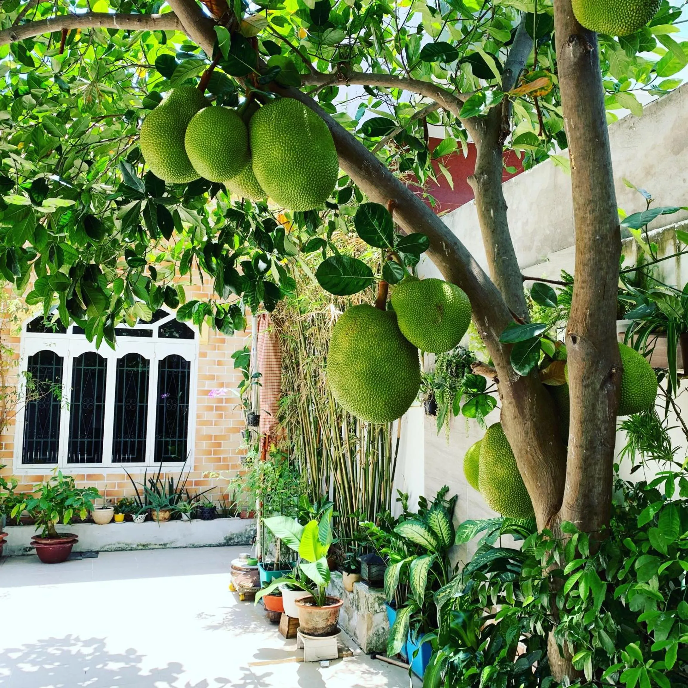 Garden view in Biệt Thự Villa Hai Nam -Vung Tau-G8 Bau Sen 08