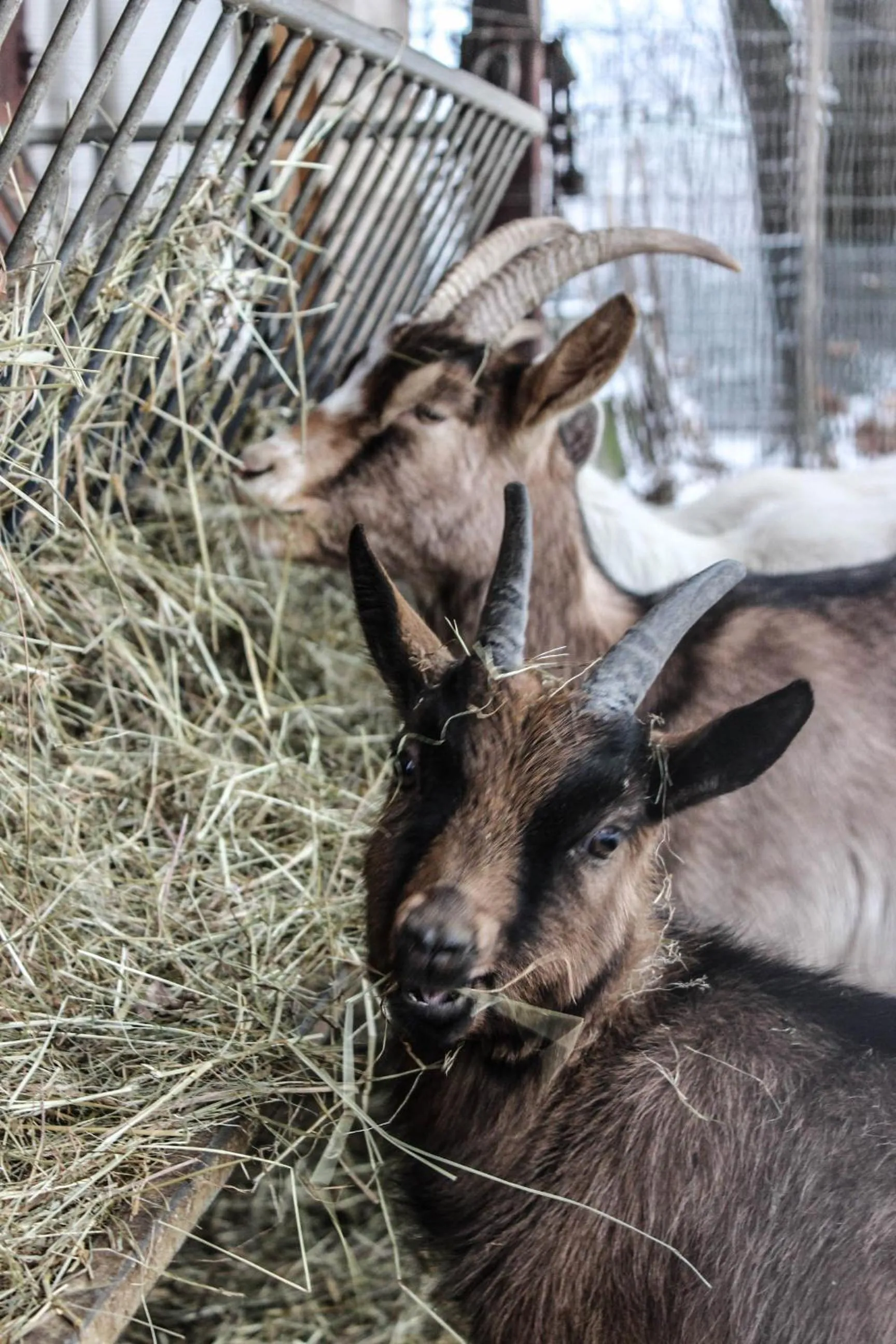 Animals in B&B Pian Savin