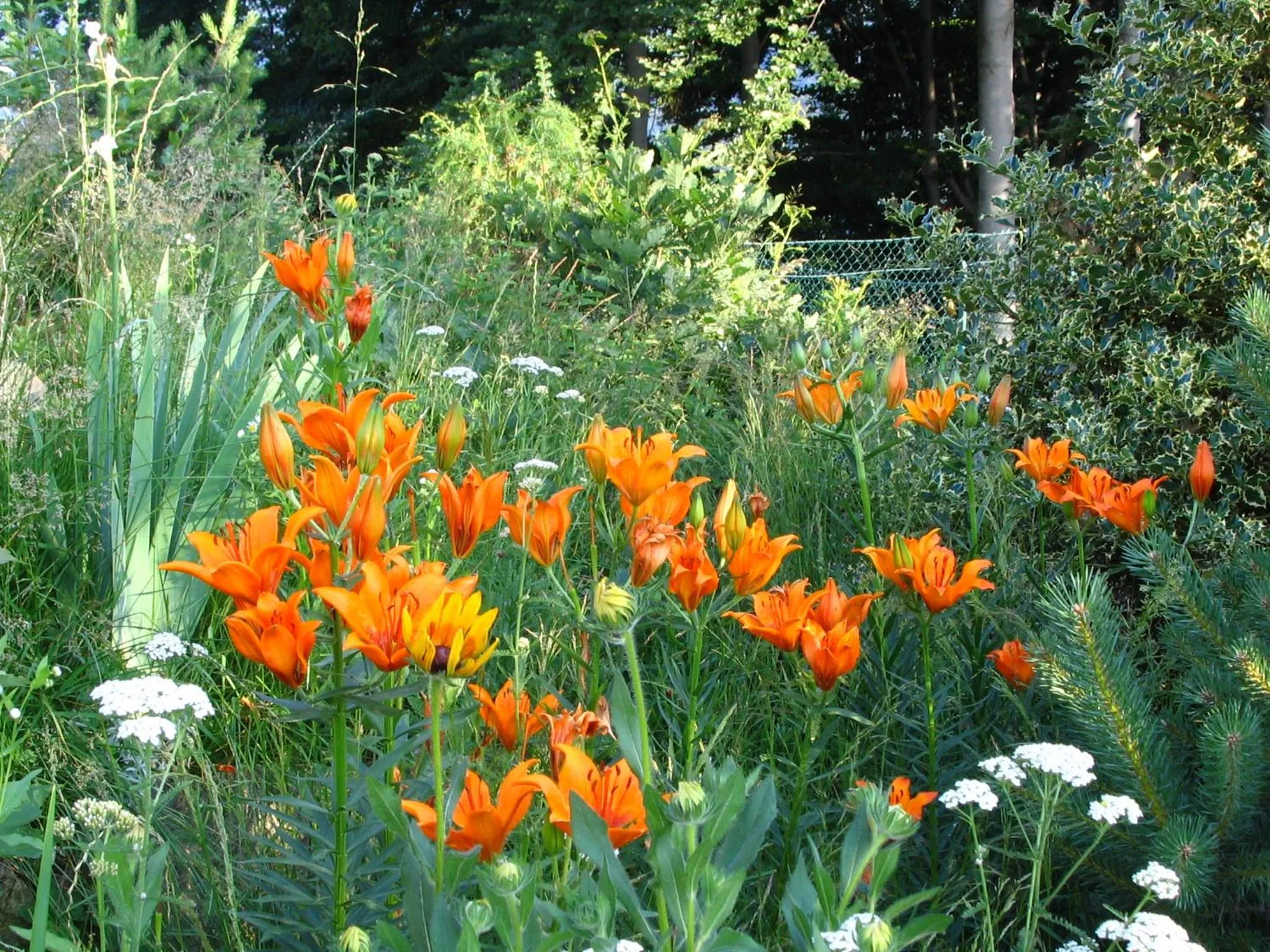 Garden view in B&B Pian Savin
