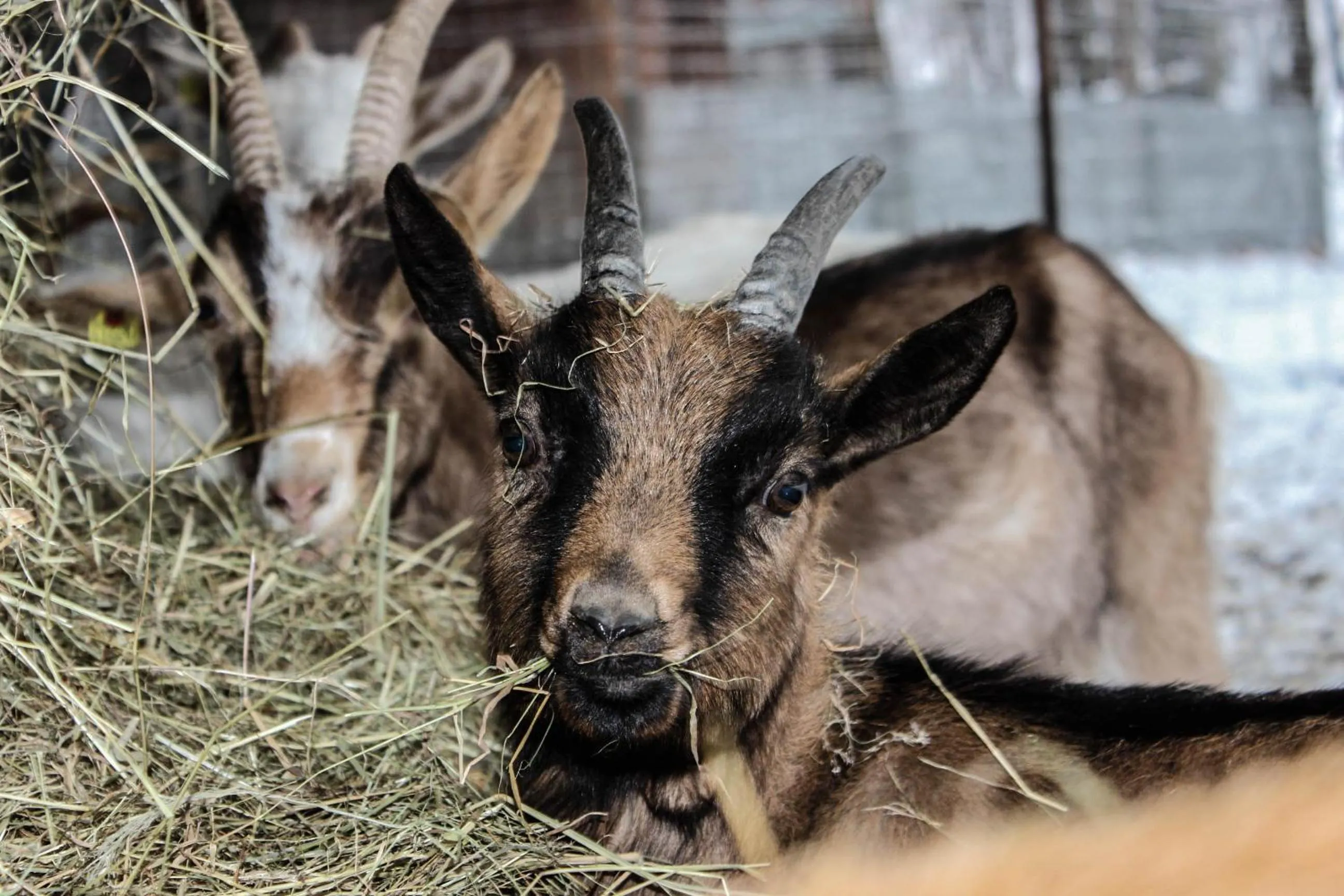 Animals in B&B Pian Savin