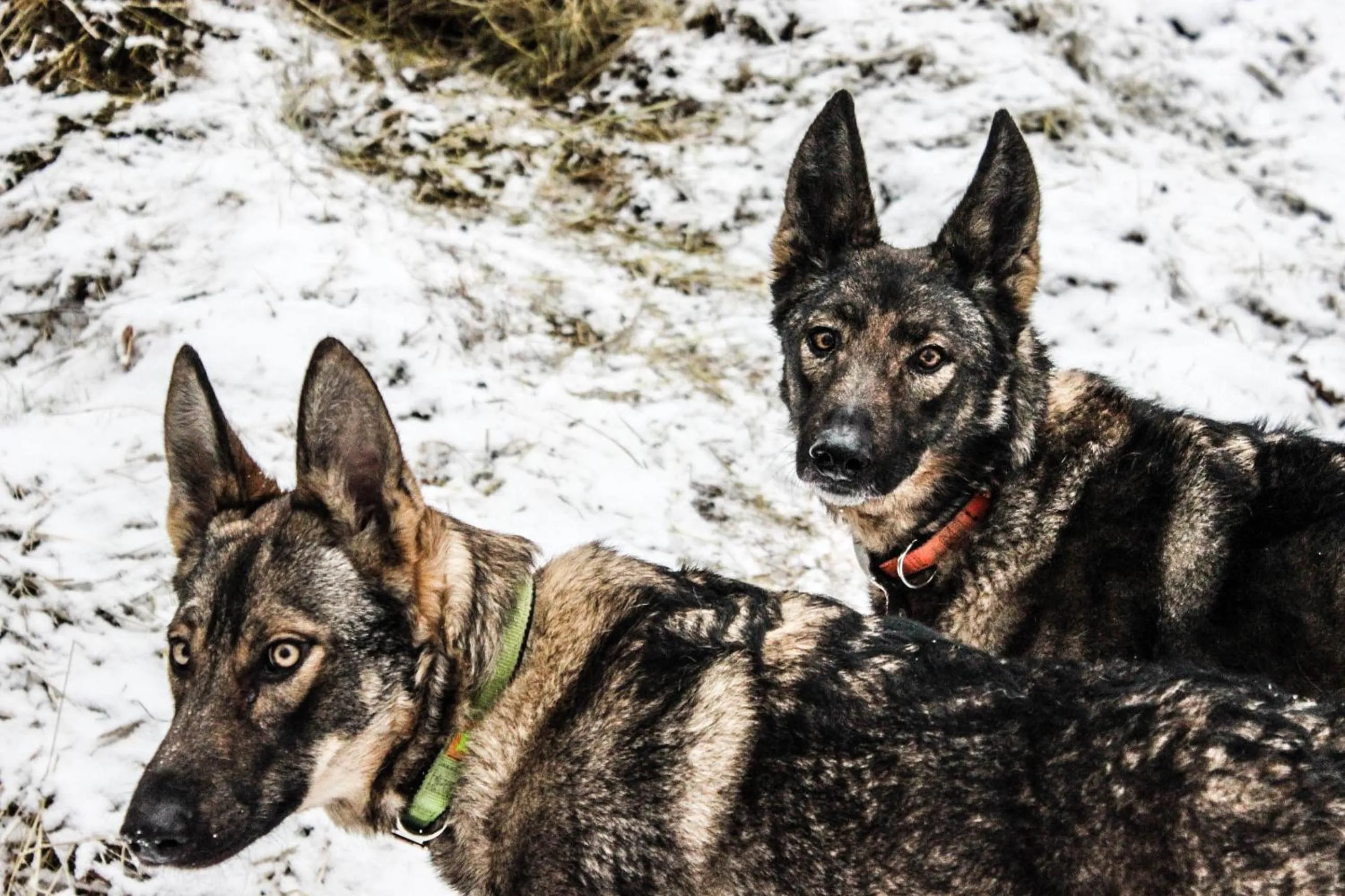 Pets in B&B Pian Savin