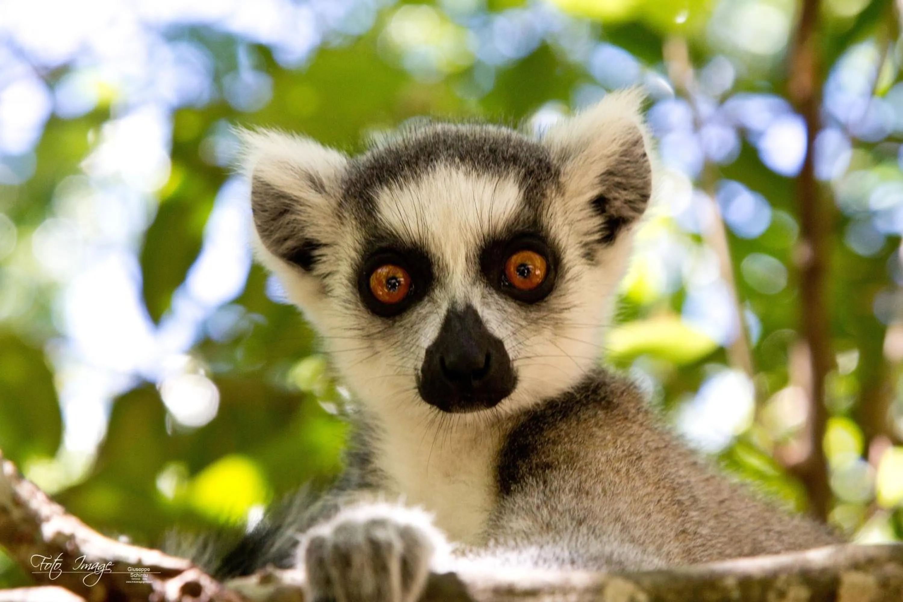 Animals in Isalo Rock Lodge