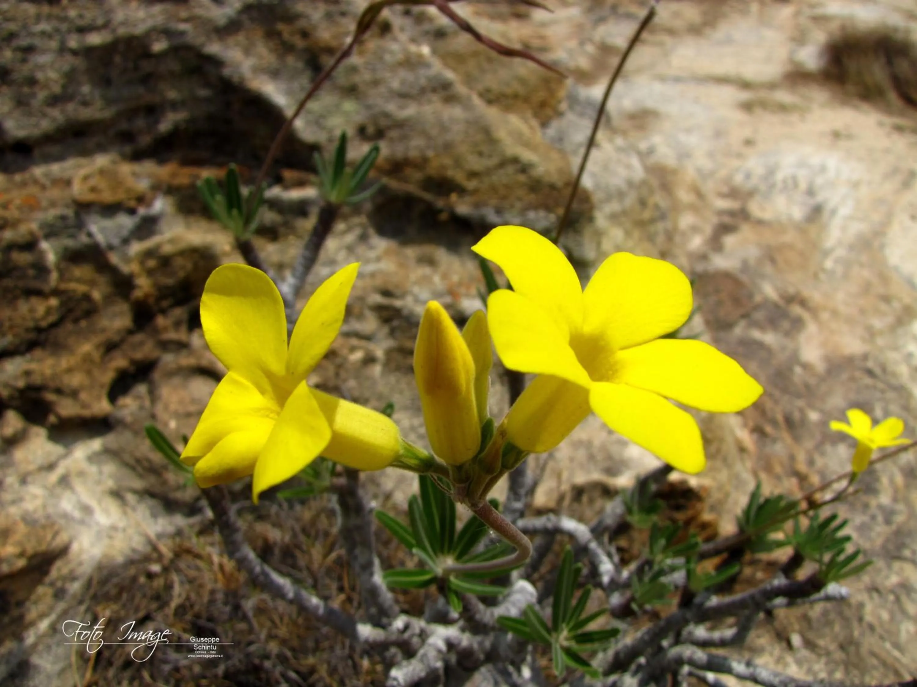 Autumn in Isalo Rock Lodge