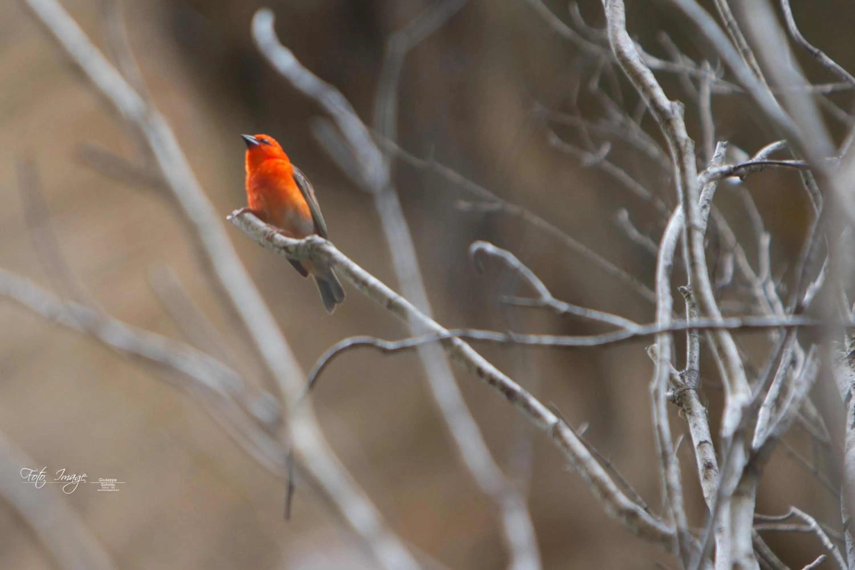 Animals in Isalo Rock Lodge